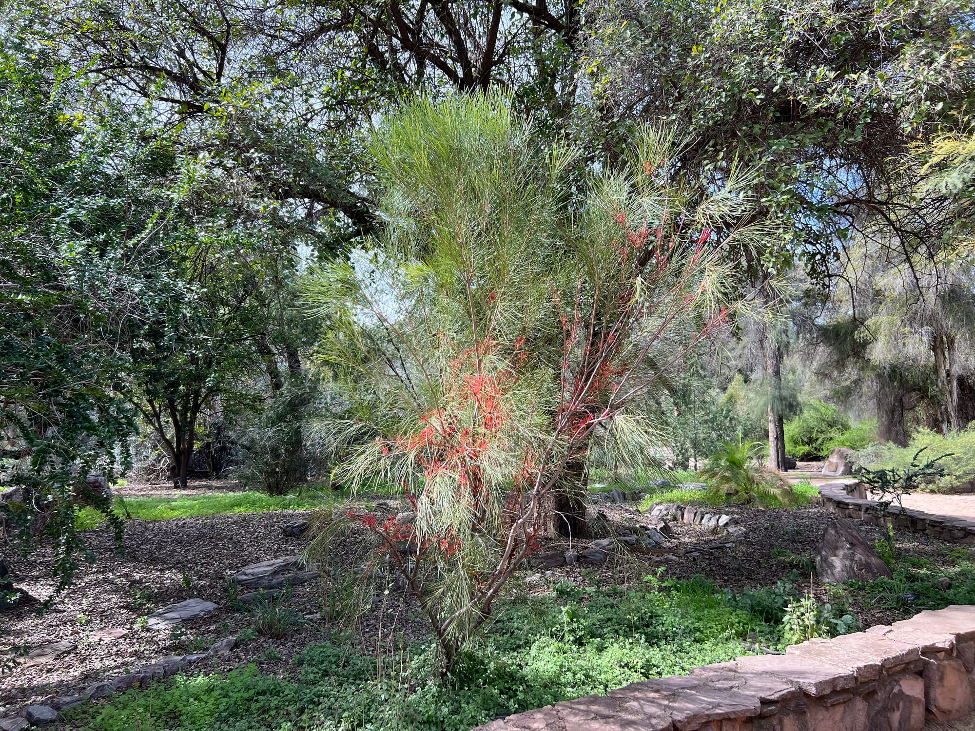 A Day At The Boyce Thompson Arboretum, Arizona