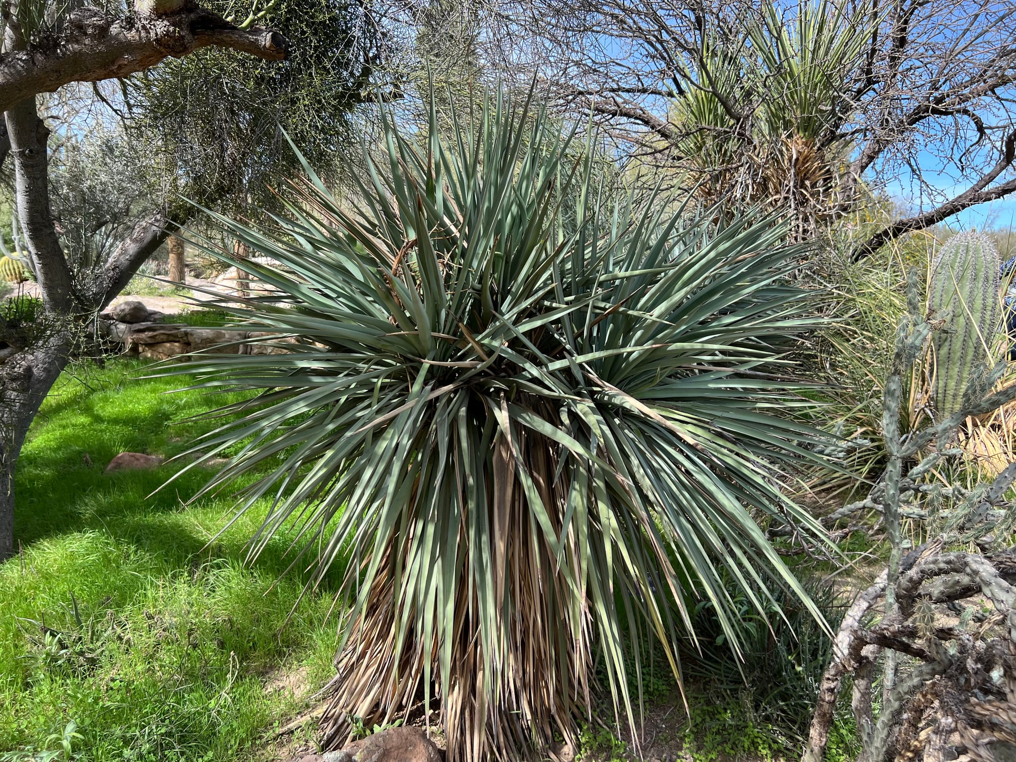 A Day At The Boyce Thompson Arboretum, Arizona