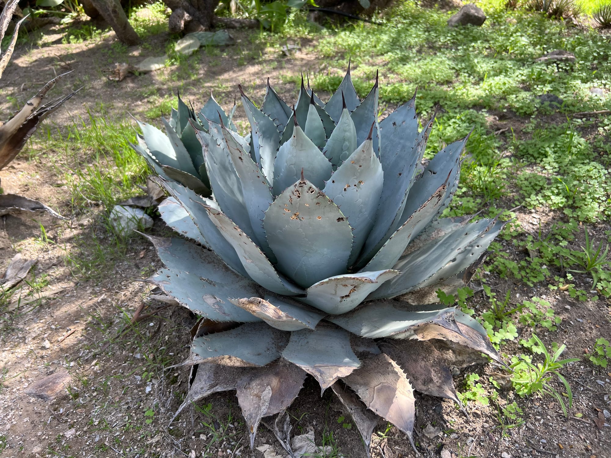 A Day At The Boyce Thompson Arboretum, Arizona