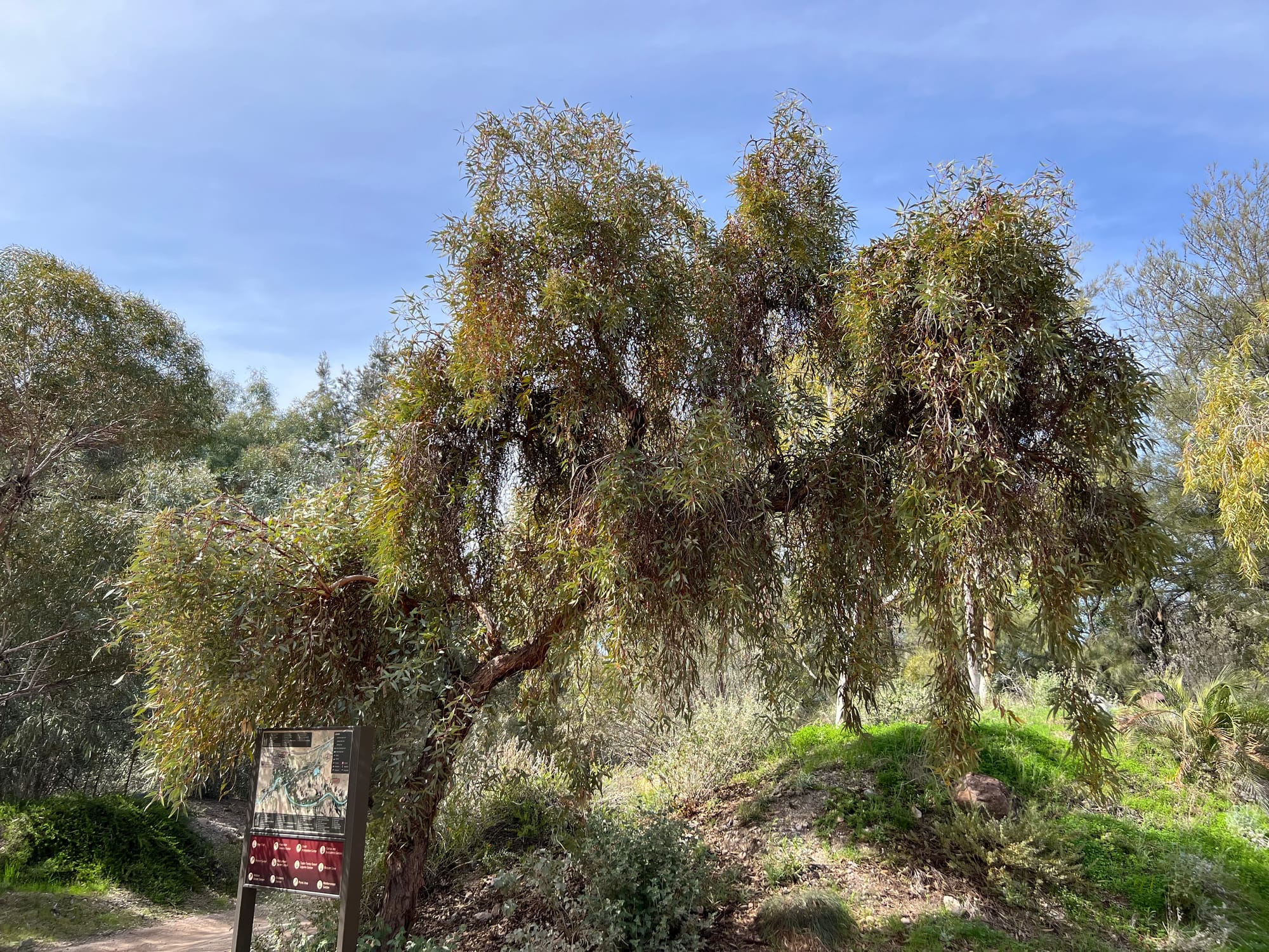 A Day At The Boyce Thompson Arboretum, Arizona