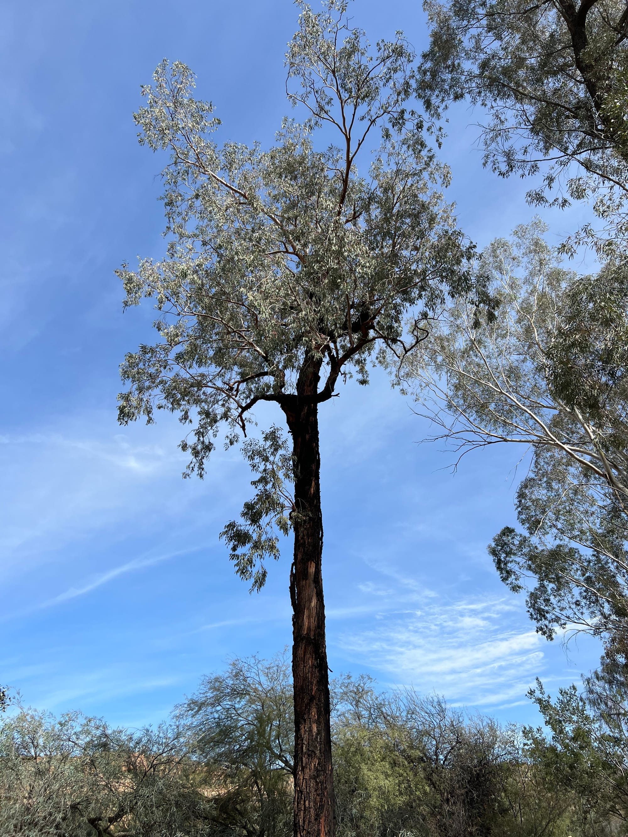 A Day At The Boyce Thompson Arboretum, Arizona