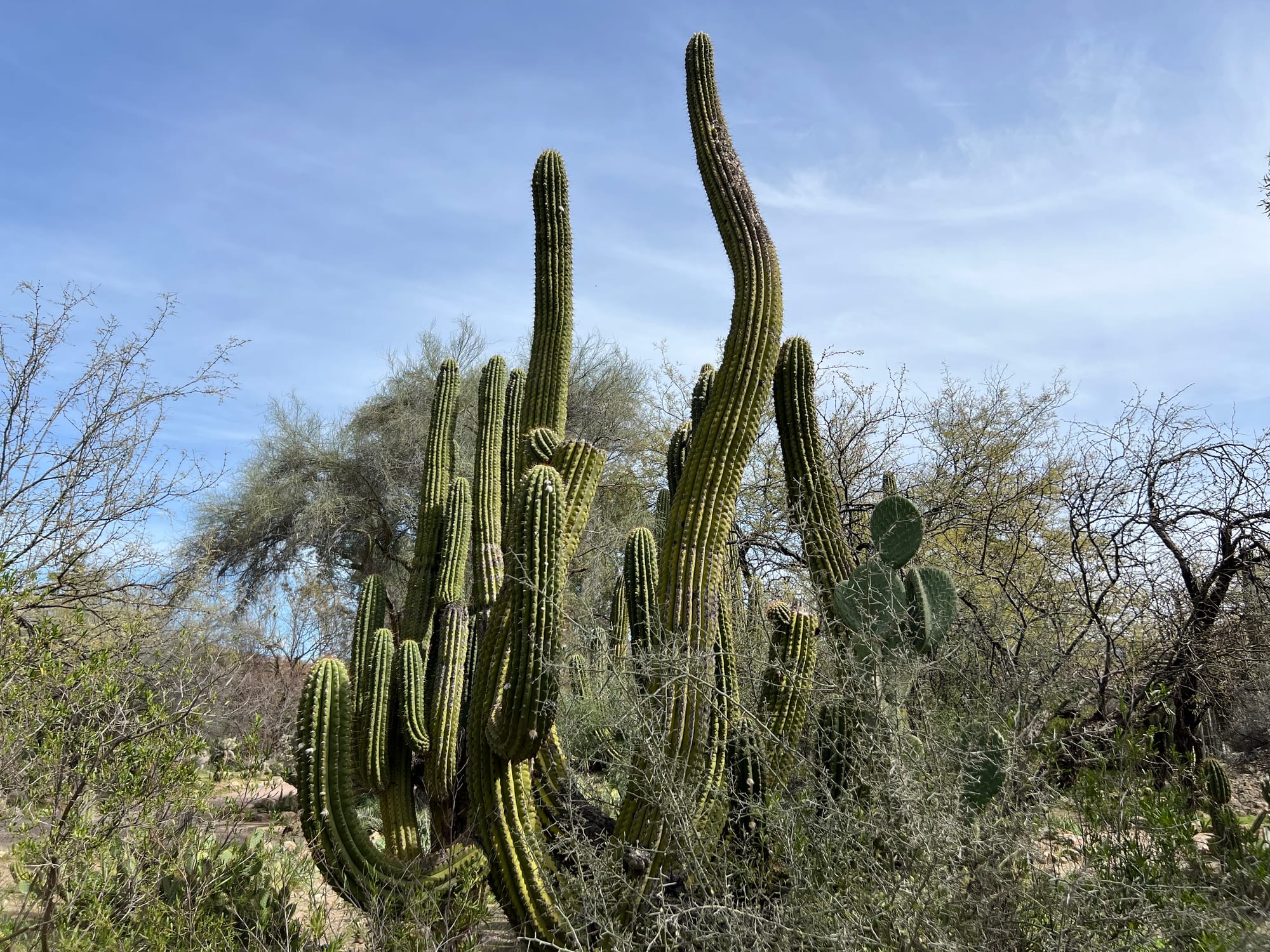 A Day At The Boyce Thompson Arboretum, Arizona