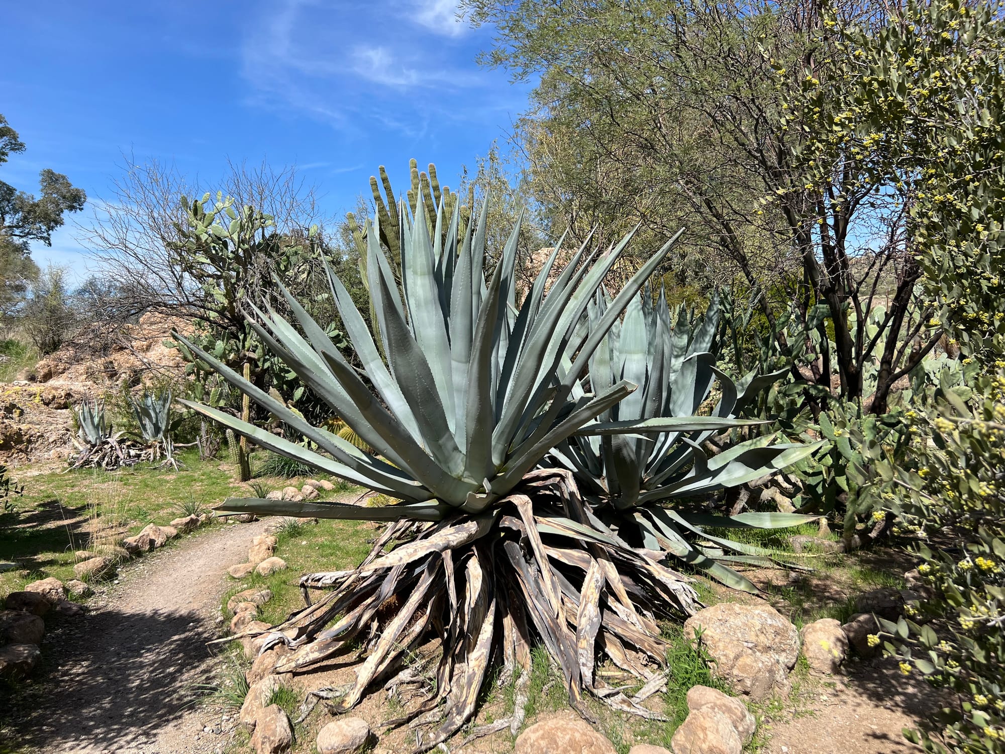 A Day At The Boyce Thompson Arboretum, Arizona