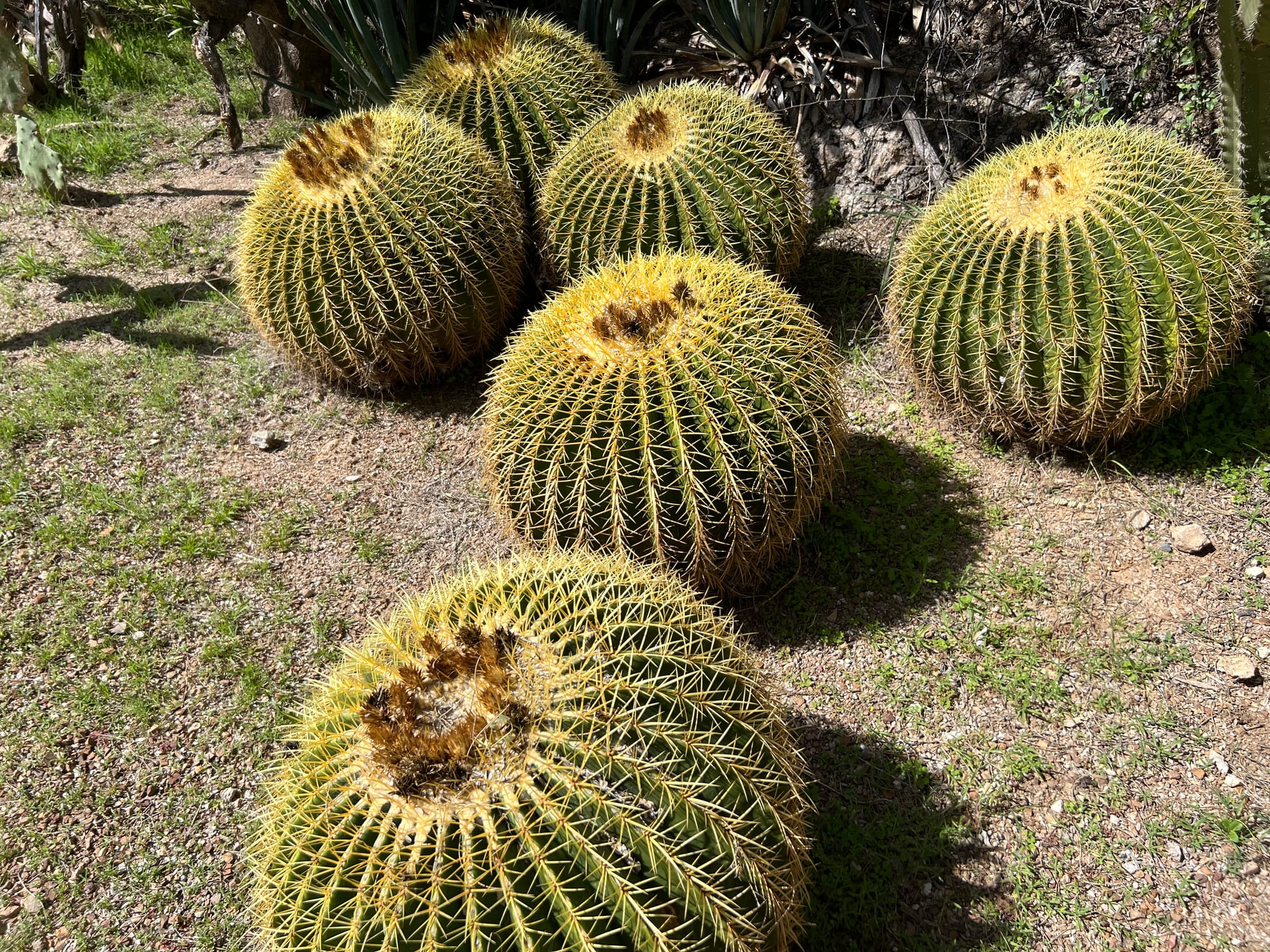 A Day At The Boyce Thompson Arboretum, Arizona