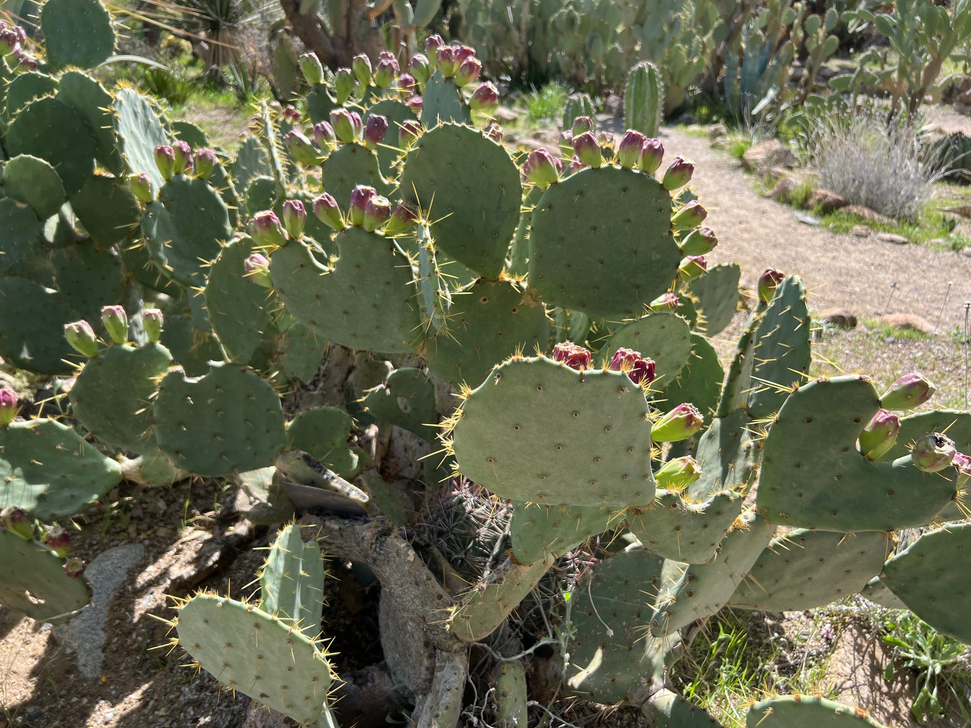 A Day At The Boyce Thompson Arboretum, Arizona