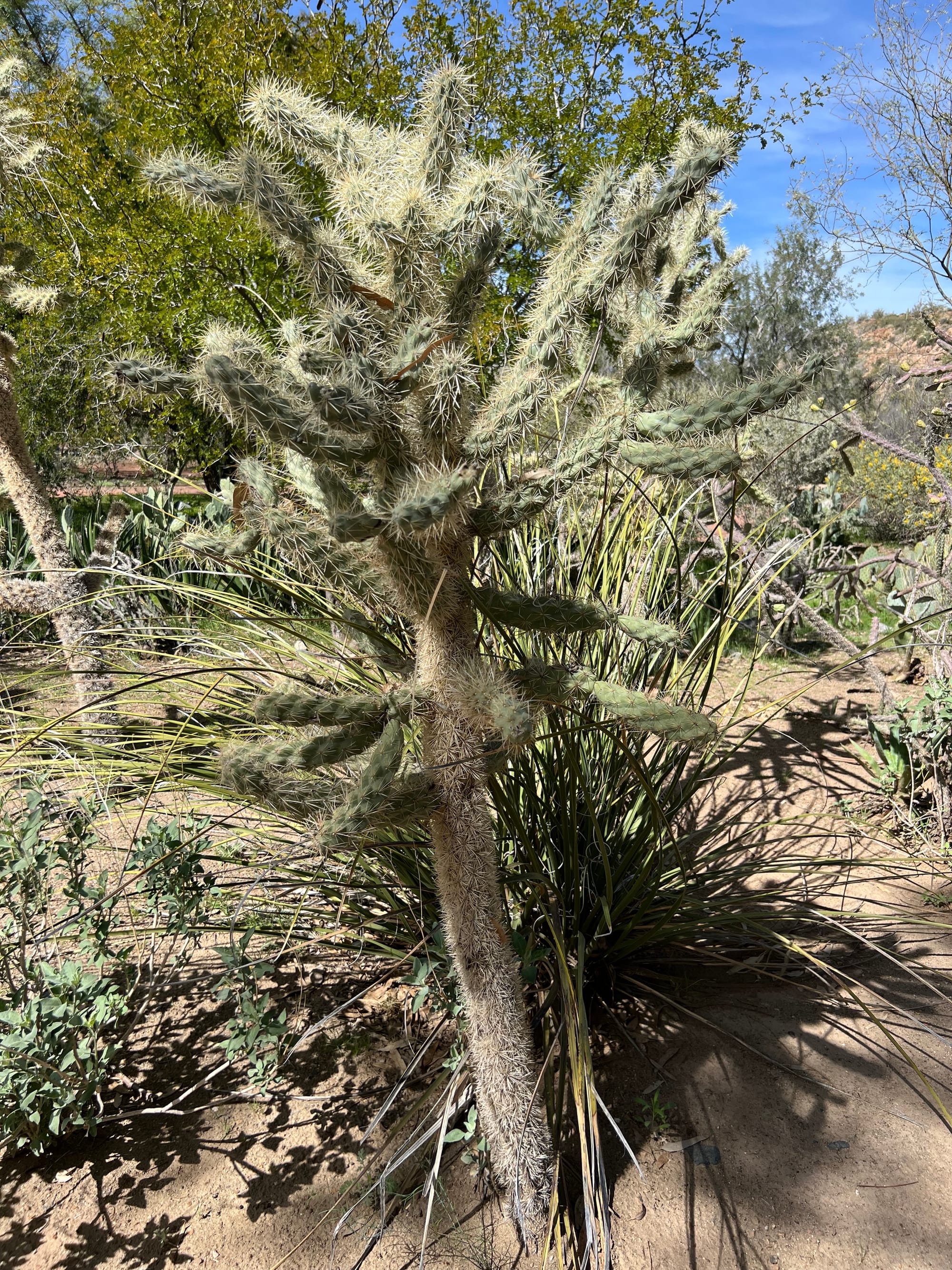 A Day At The Boyce Thompson Arboretum, Arizona