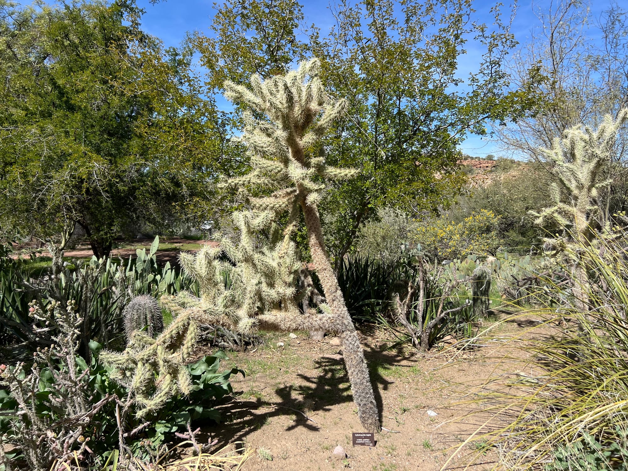 A Day At The Boyce Thompson Arboretum, Arizona