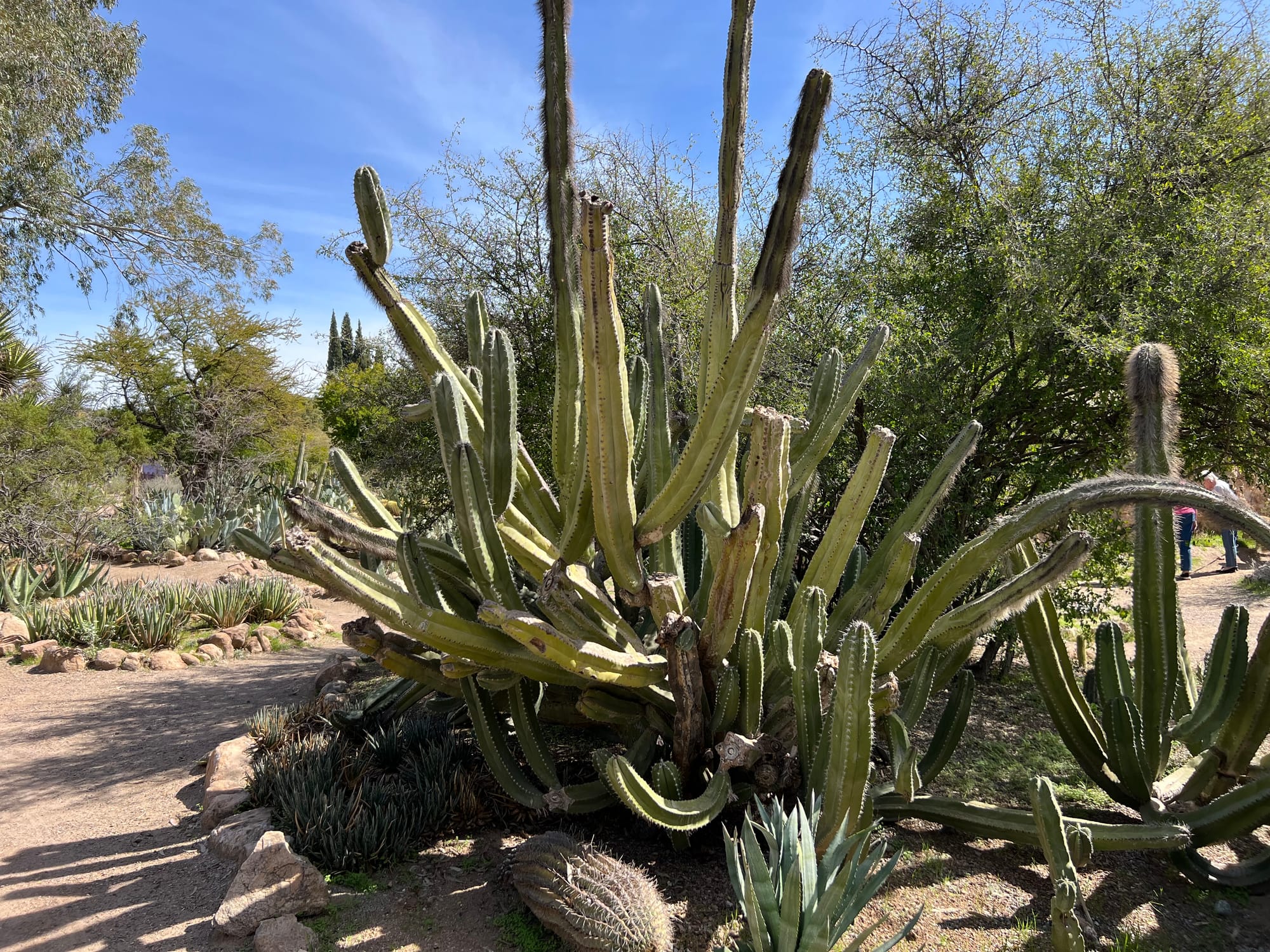 A Day At The Boyce Thompson Arboretum, Arizona