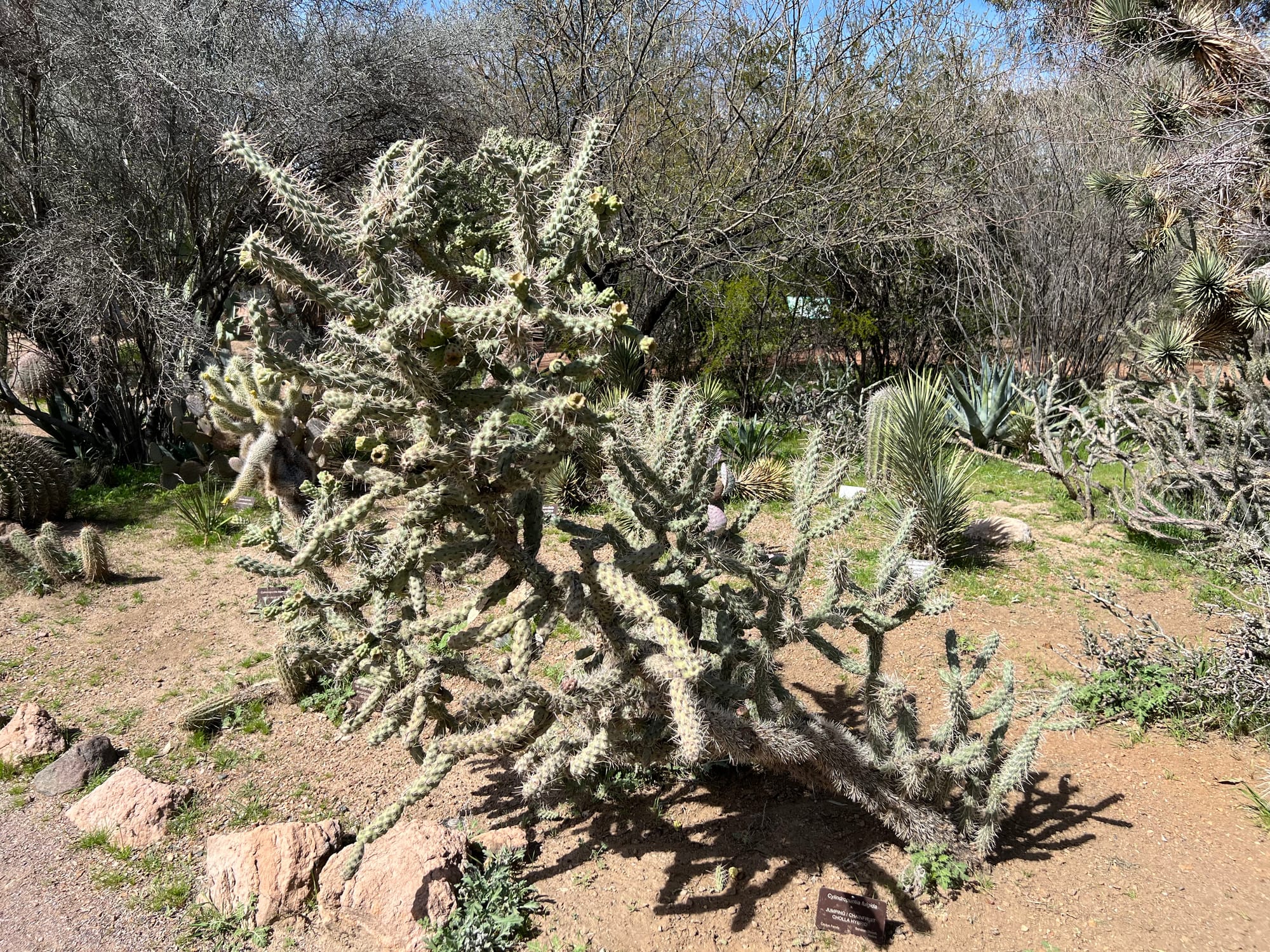 A Day At The Boyce Thompson Arboretum, Arizona