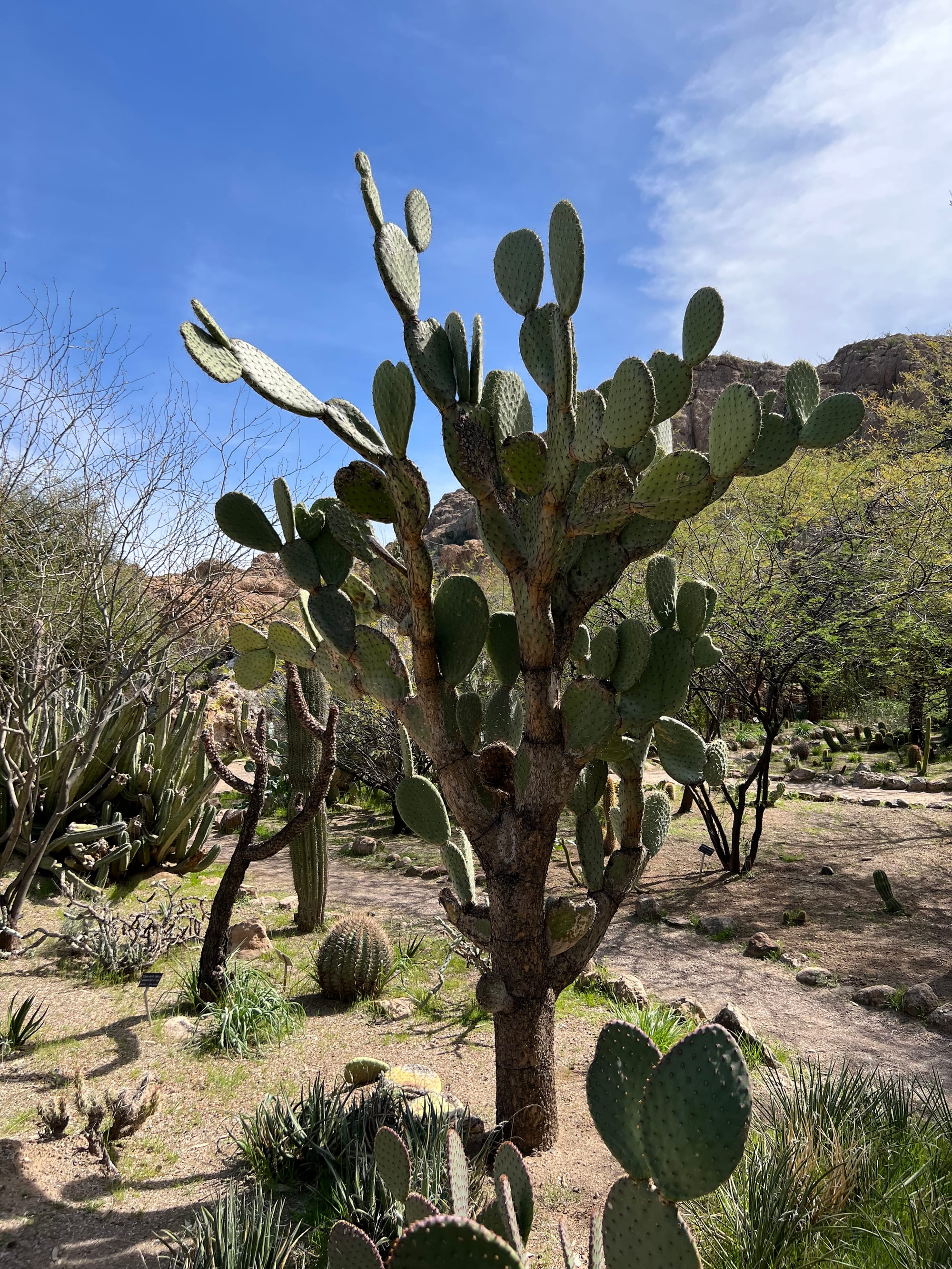 A Day At The Boyce Thompson Arboretum, Arizona