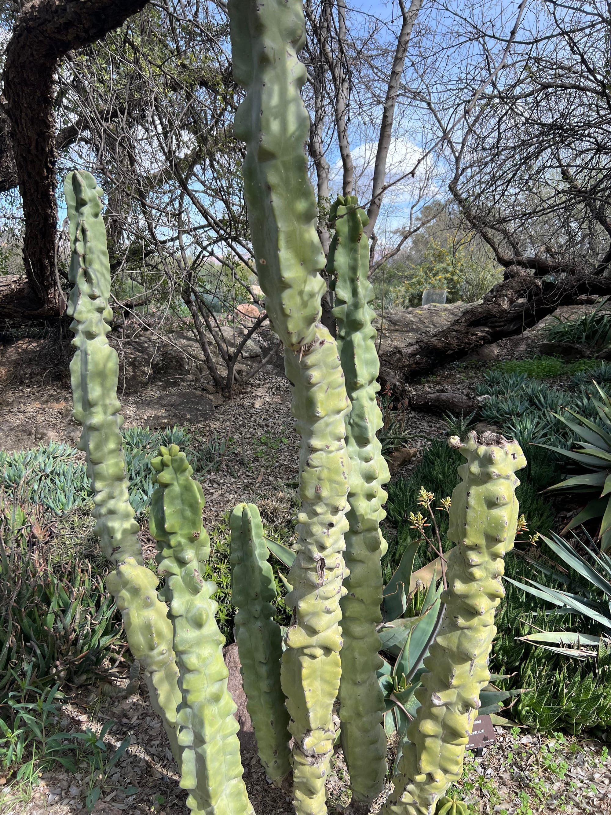 A Day At The Boyce Thompson Arboretum, Arizona