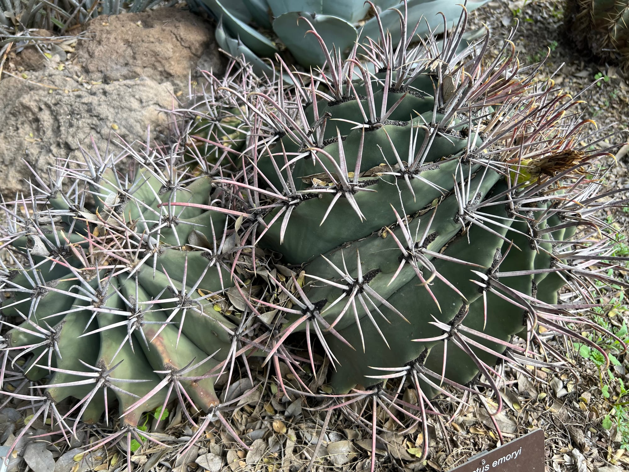 A Day At The Boyce Thompson Arboretum, Arizona