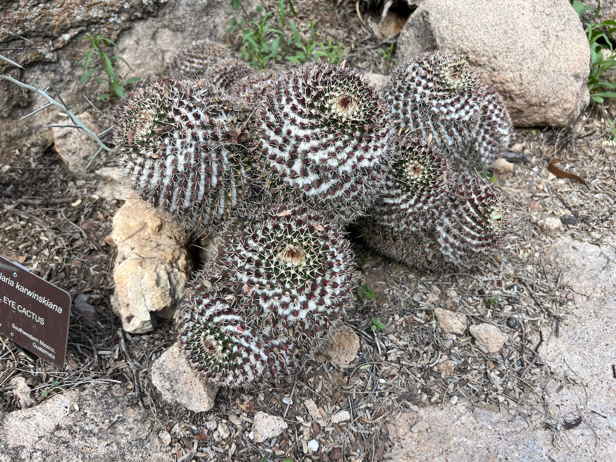 A Day At The Boyce Thompson Arboretum, Arizona