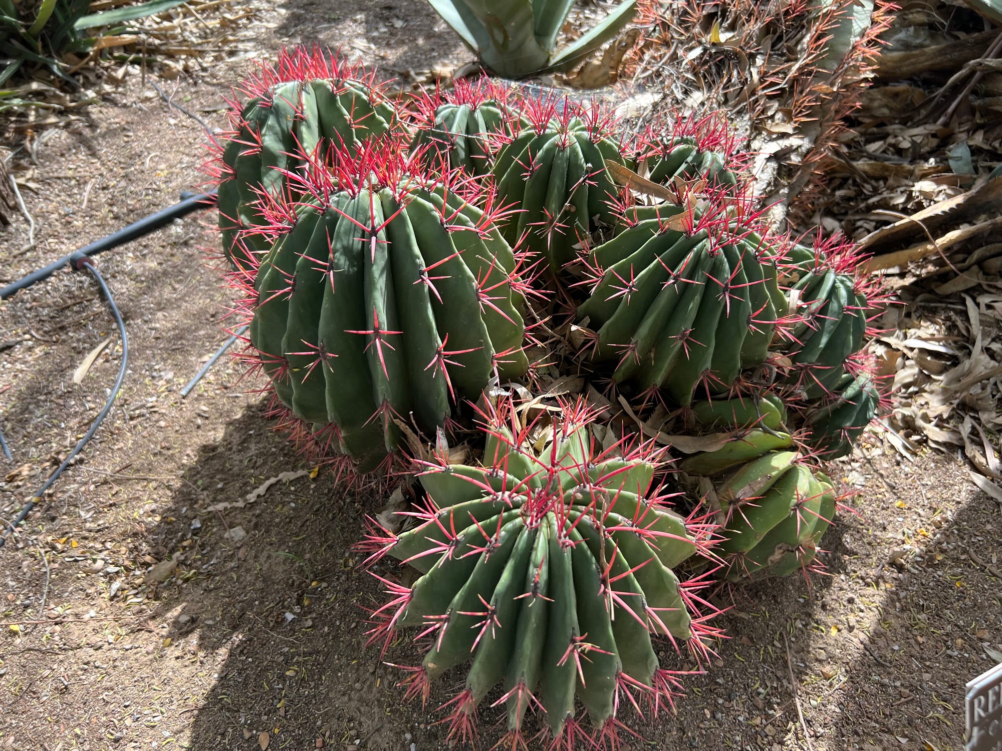 A Day At The Boyce Thompson Arboretum, Arizona