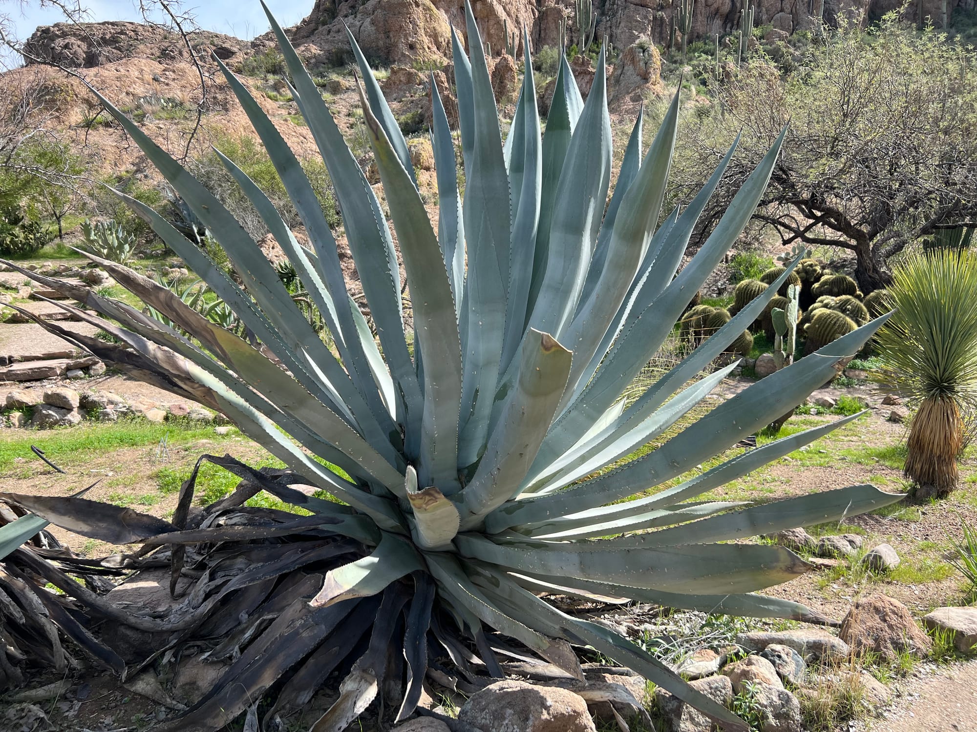 A Day At The Boyce Thompson Arboretum, Arizona