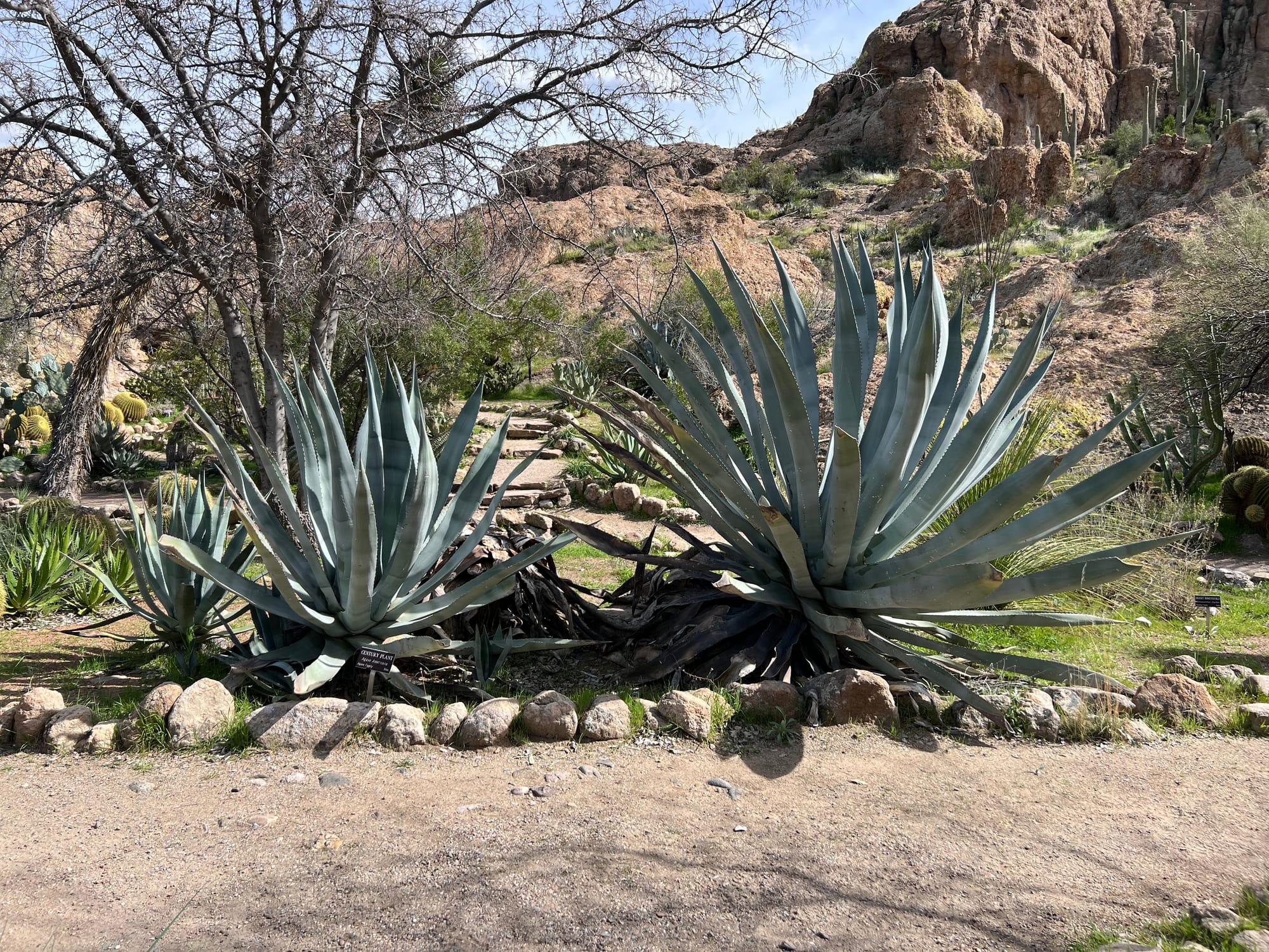 A Day At The Boyce Thompson Arboretum, Arizona