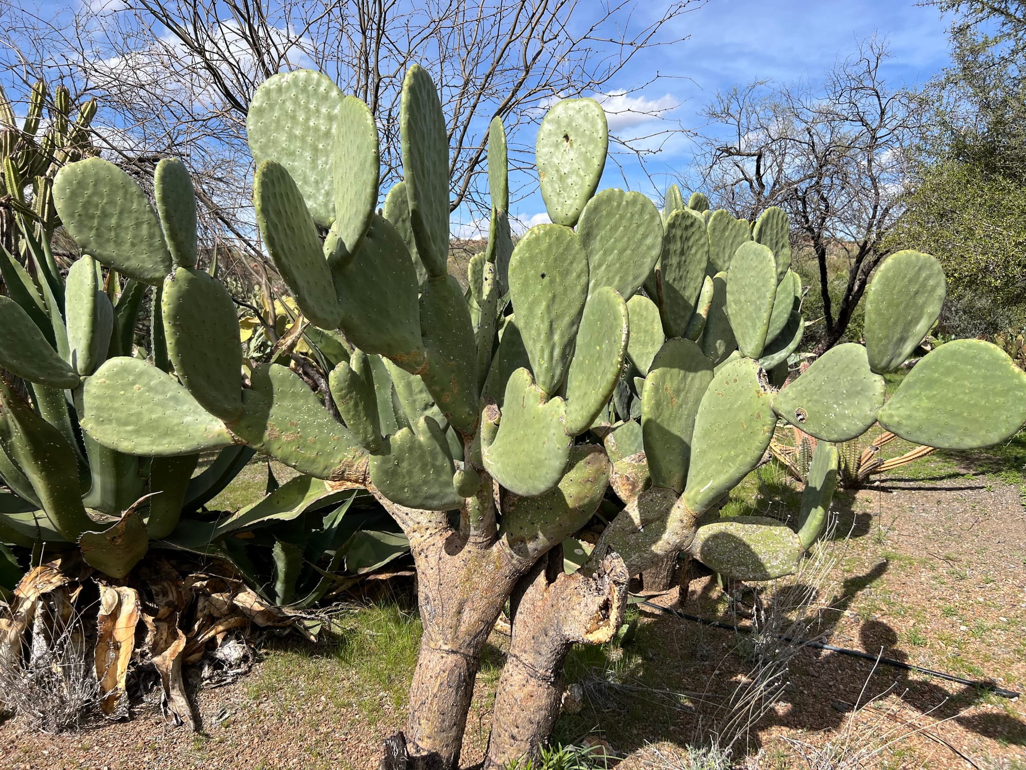 A Day At The Boyce Thompson Arboretum, Arizona