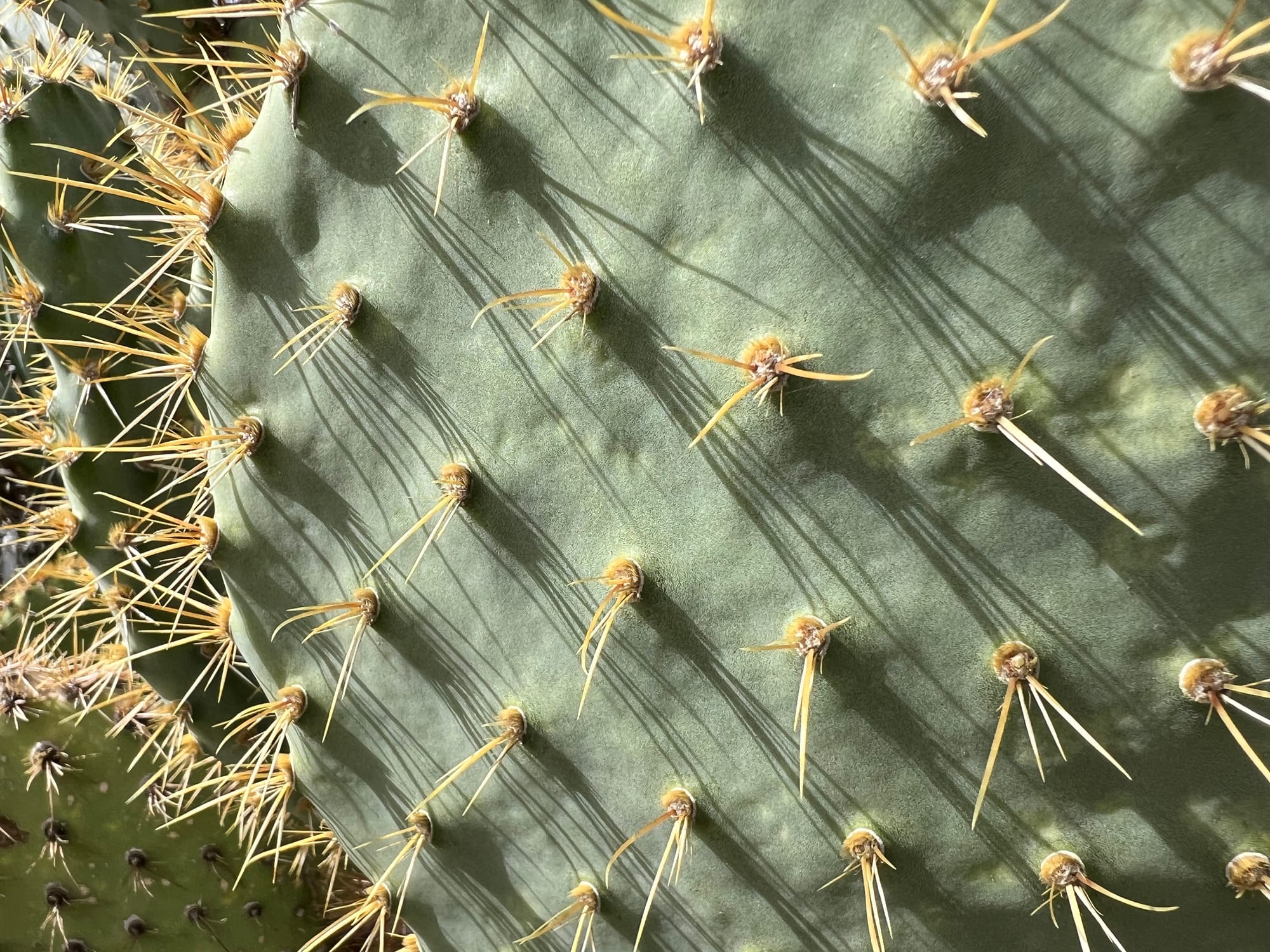 A Day At The Boyce Thompson Arboretum, Arizona