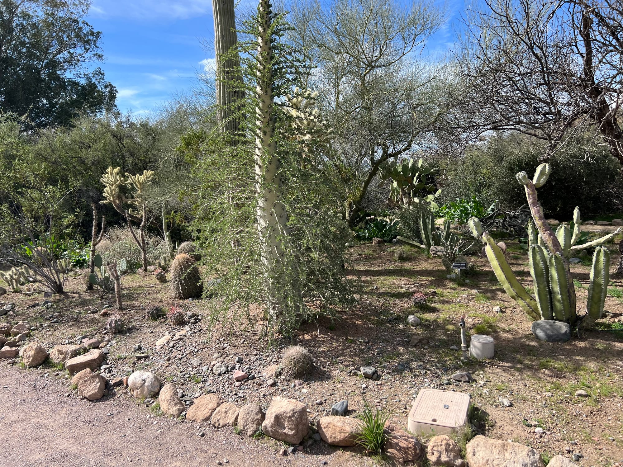 A Day At The Boyce Thompson Arboretum, Arizona