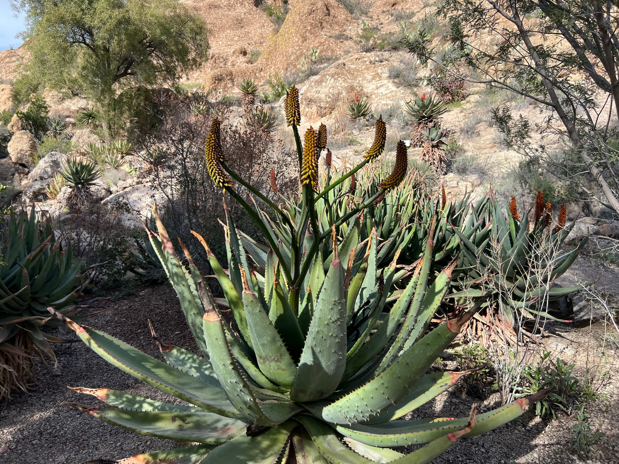 A Day At The Boyce Thompson Arboretum, Arizona