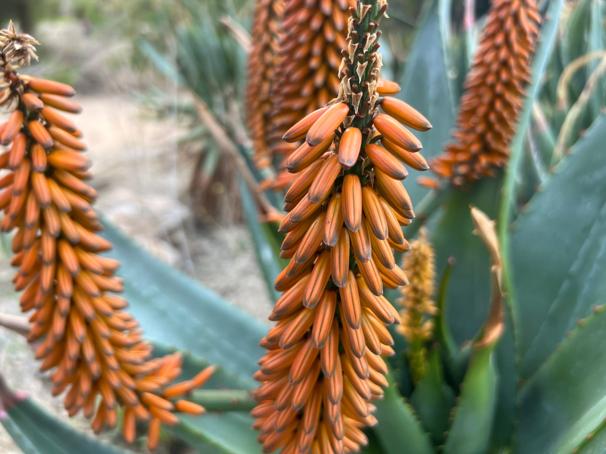 A Day At The Boyce Thompson Arboretum, Arizona