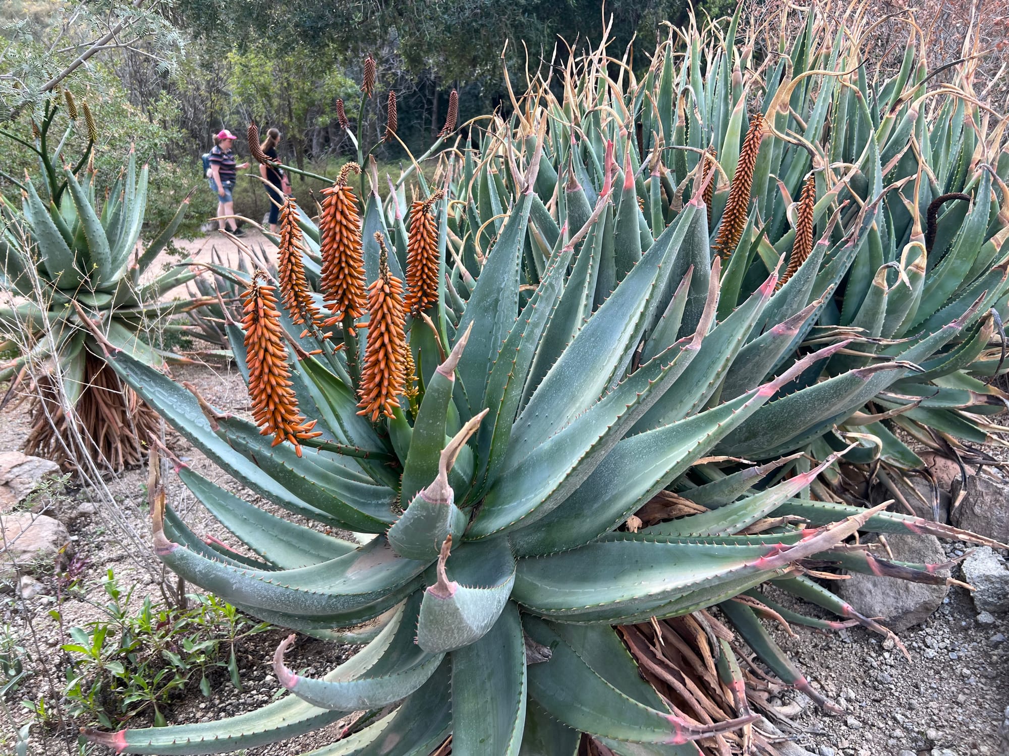 A Day At The Boyce Thompson Arboretum, Arizona