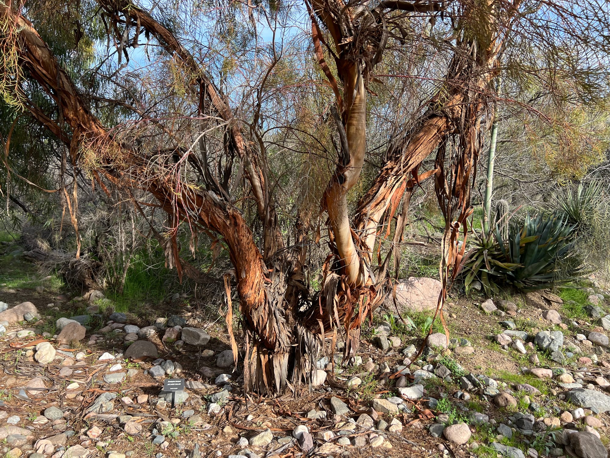 A Day At The Boyce Thompson Arboretum, Arizona