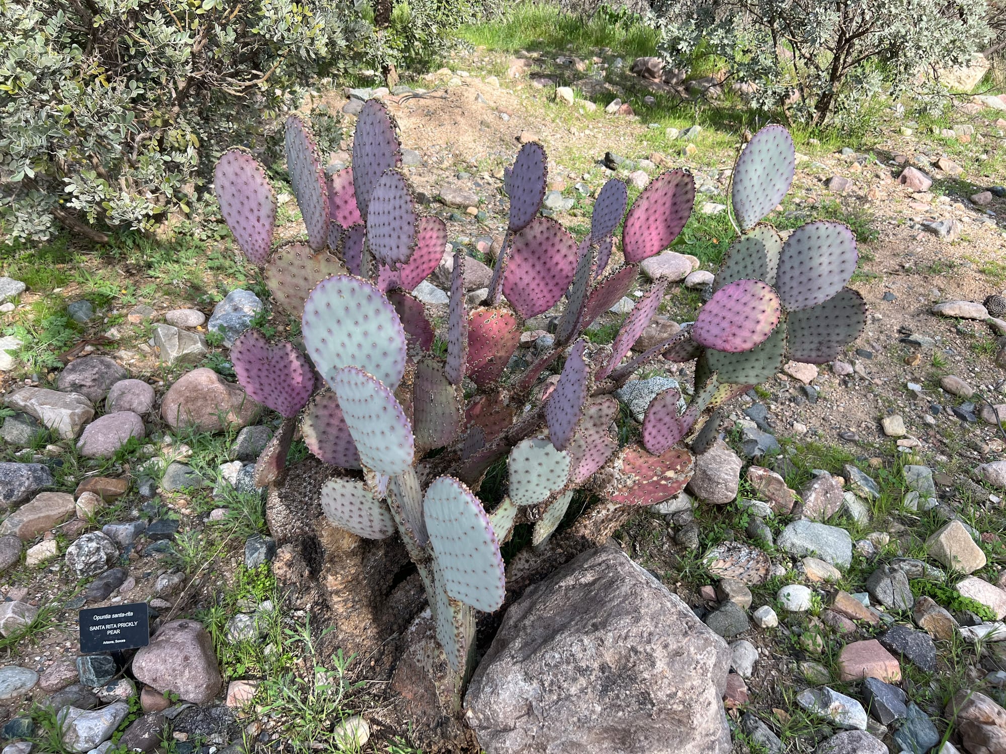 A Day At The Boyce Thompson Arboretum, Arizona