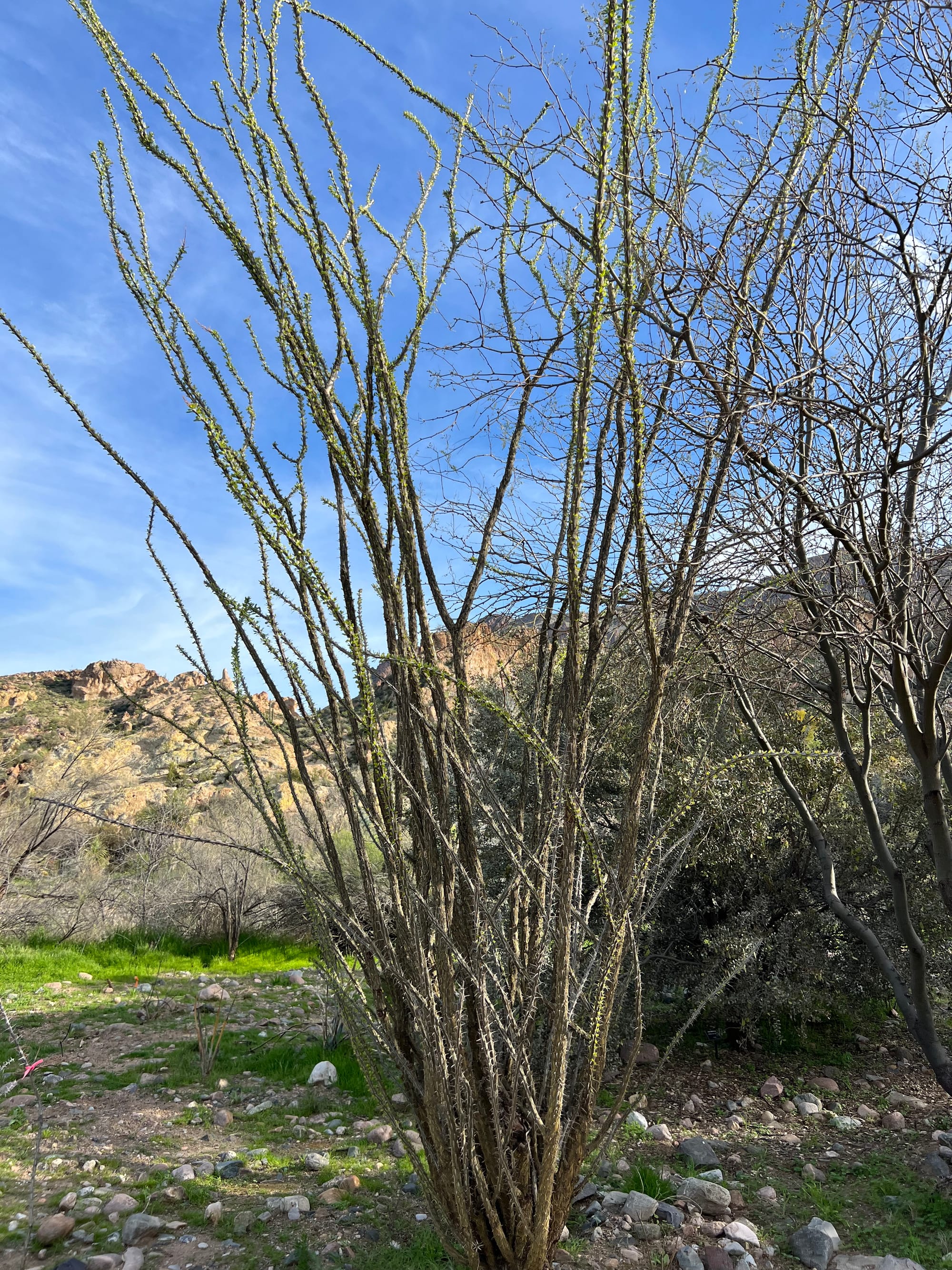 A Day At The Boyce Thompson Arboretum, Arizona