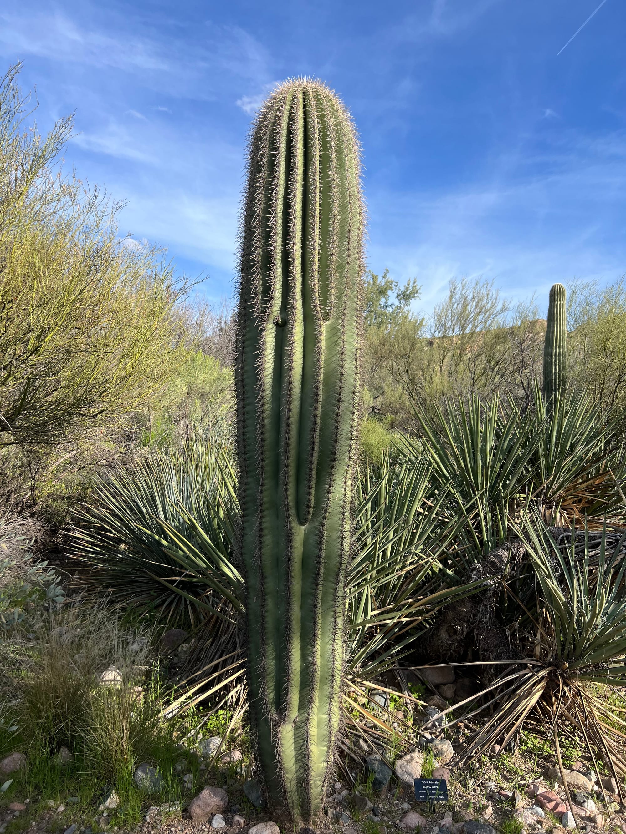 A Day At The Boyce Thompson Arboretum, Arizona