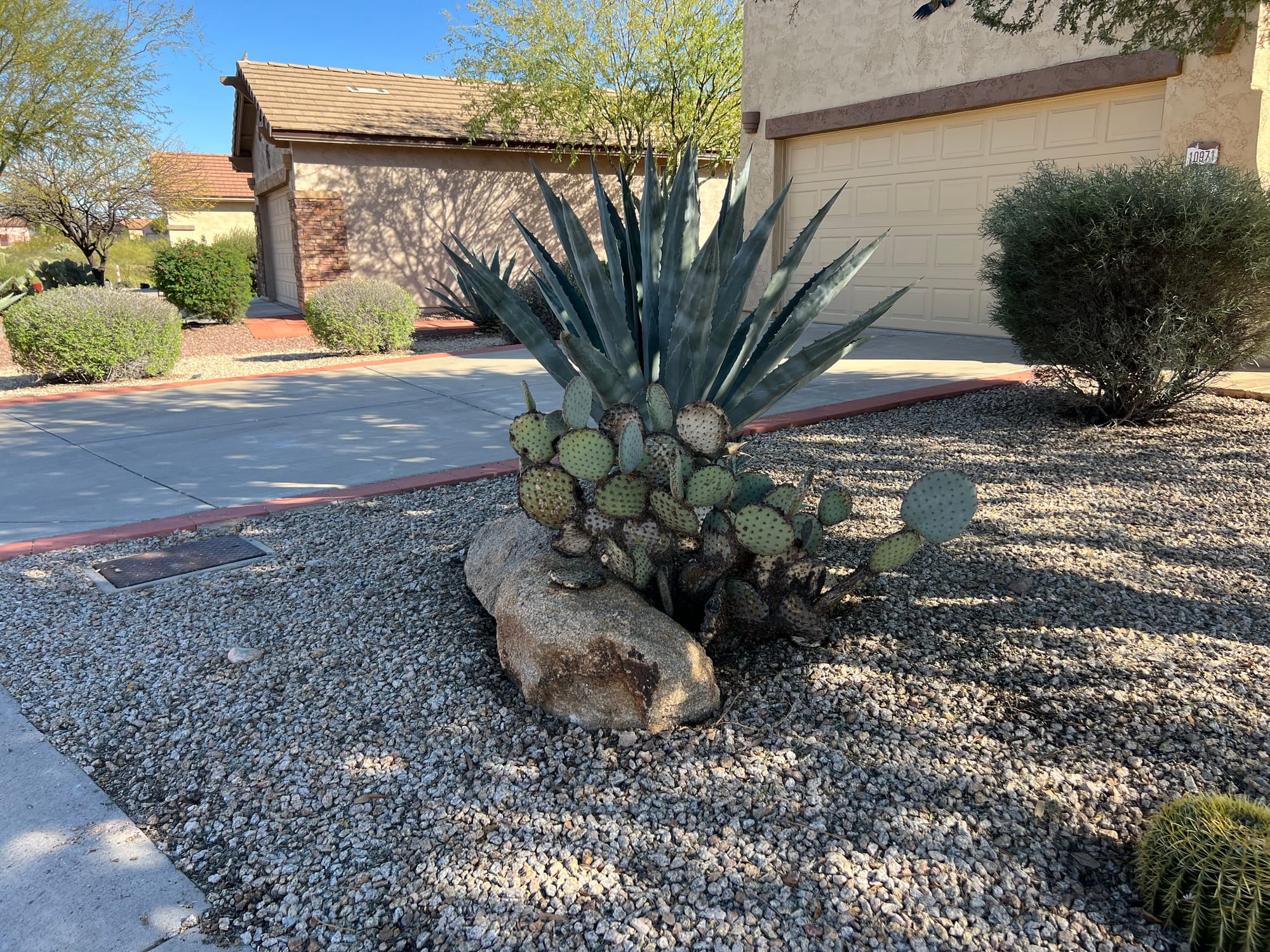 A Day At The Boyce Thompson Arboretum, Arizona