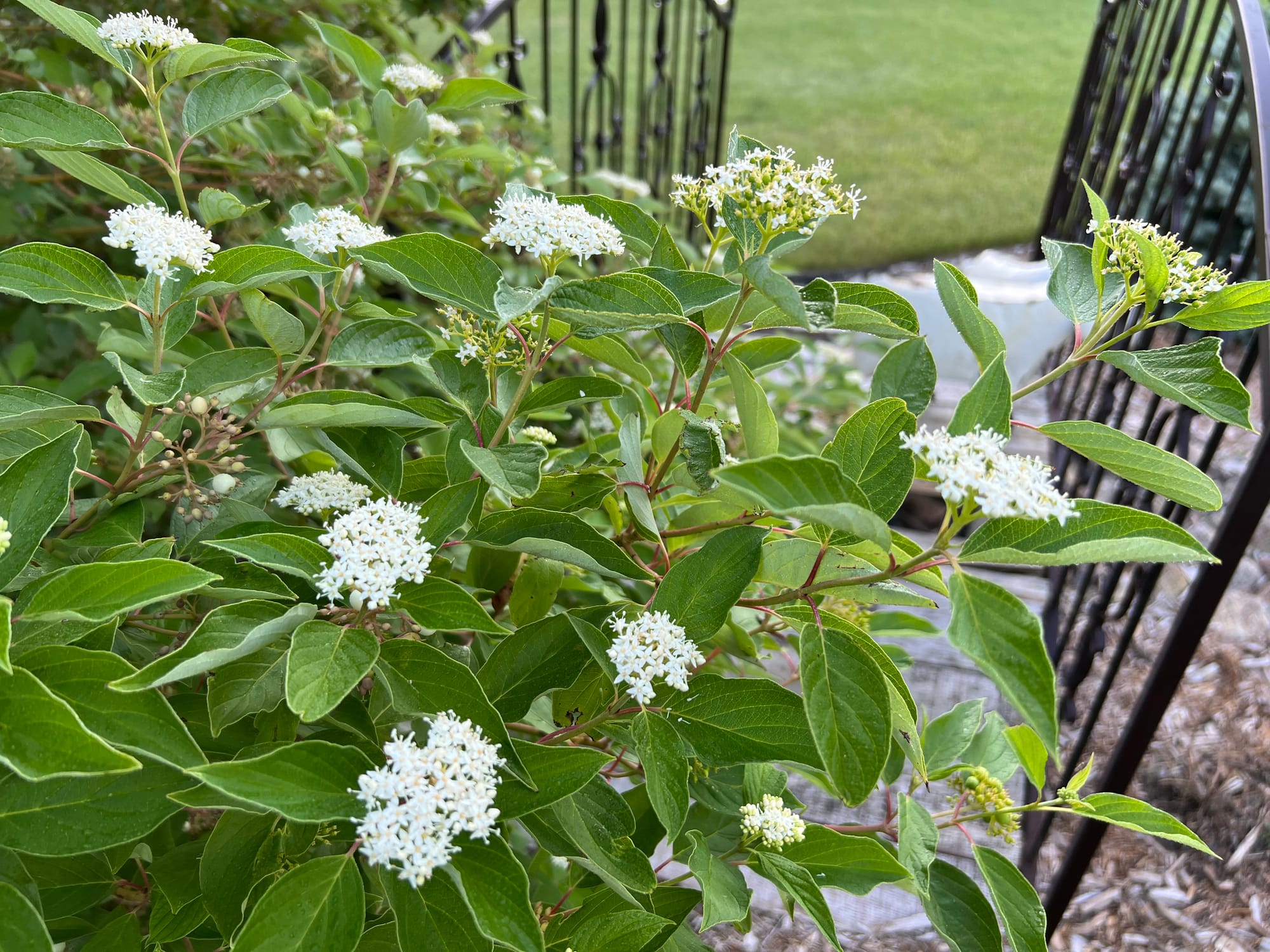 Is Cardinal Dogwood Top Dog?