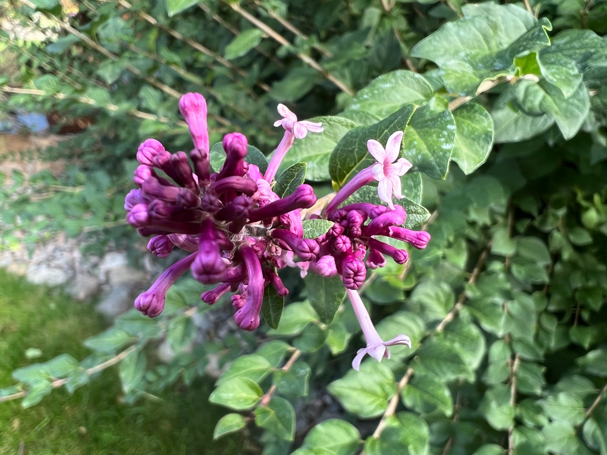 Miss Kim Lilac | Thinning By Pruning | Qualities To Admire