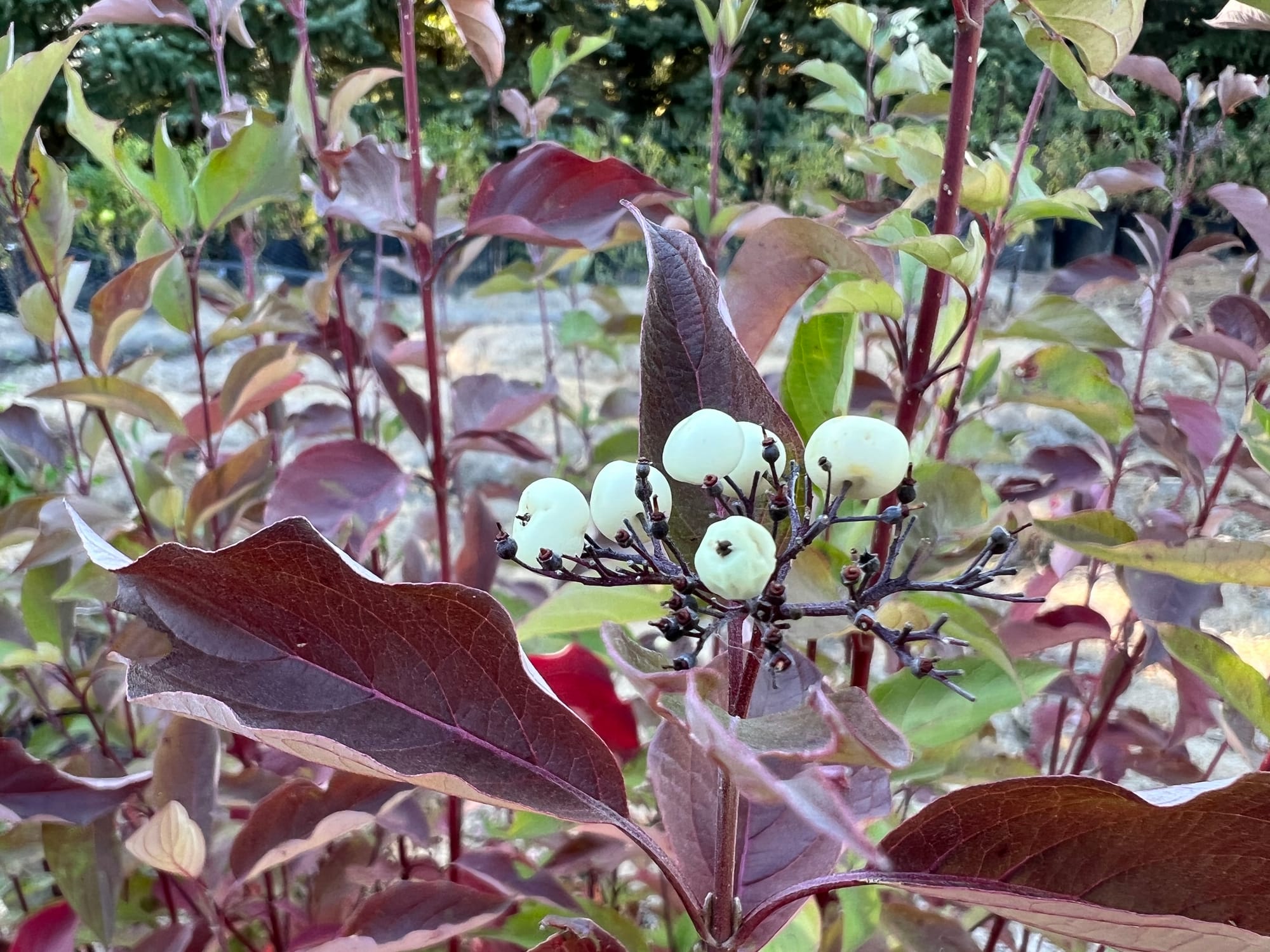 Is Cardinal Dogwood Top Dog?