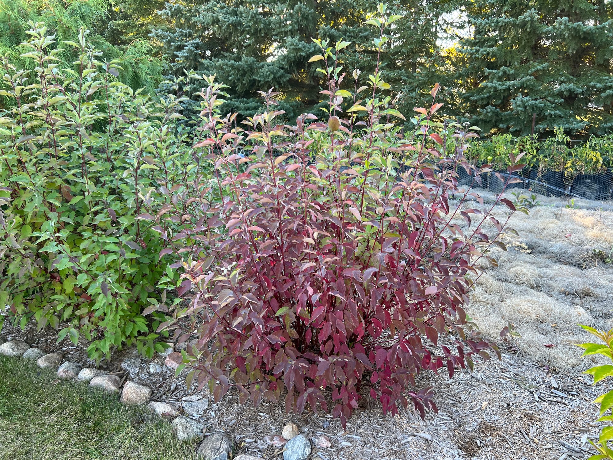 Is Cardinal Dogwood Top Dog?