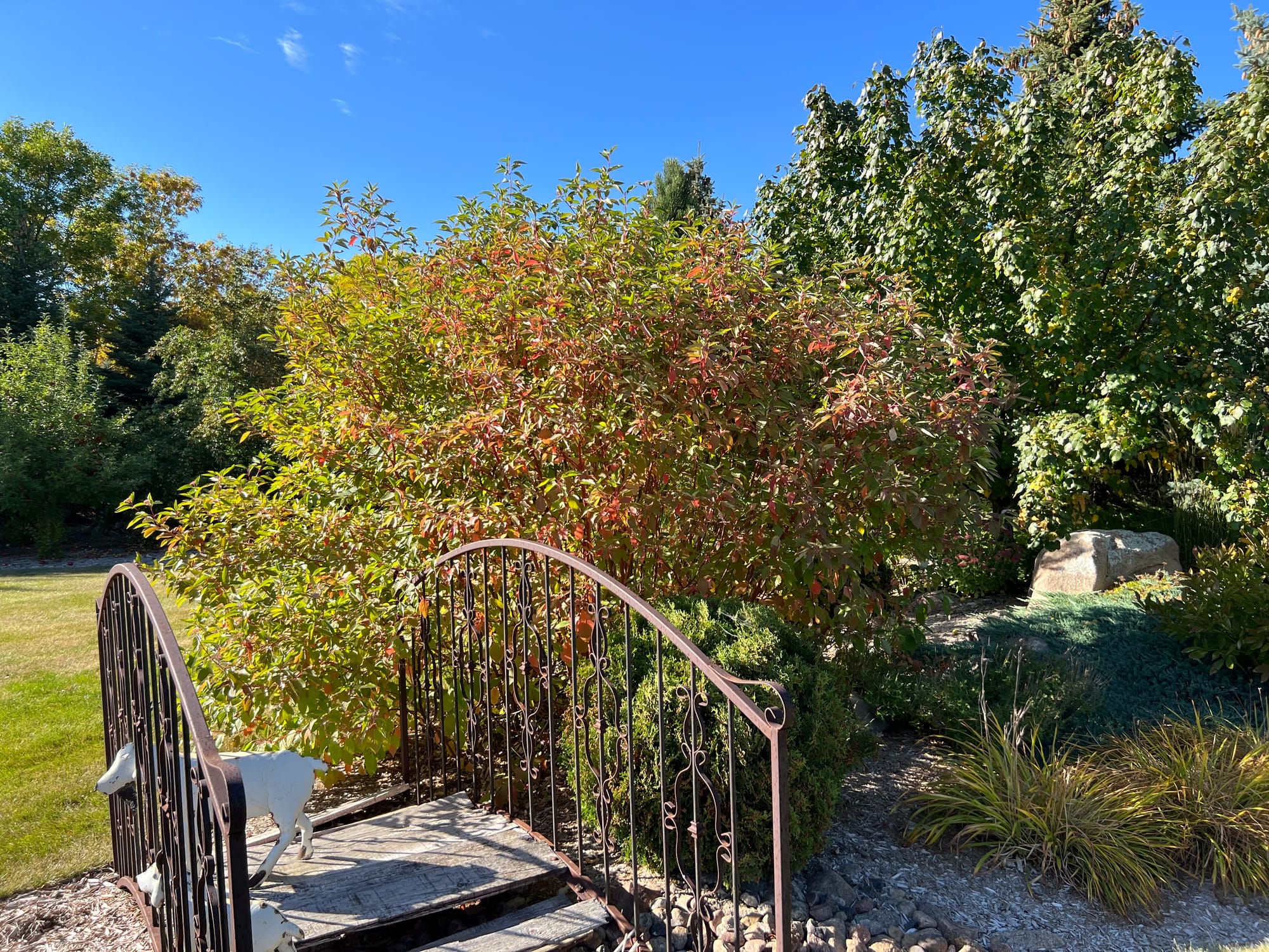 Is Cardinal Dogwood Top Dog?