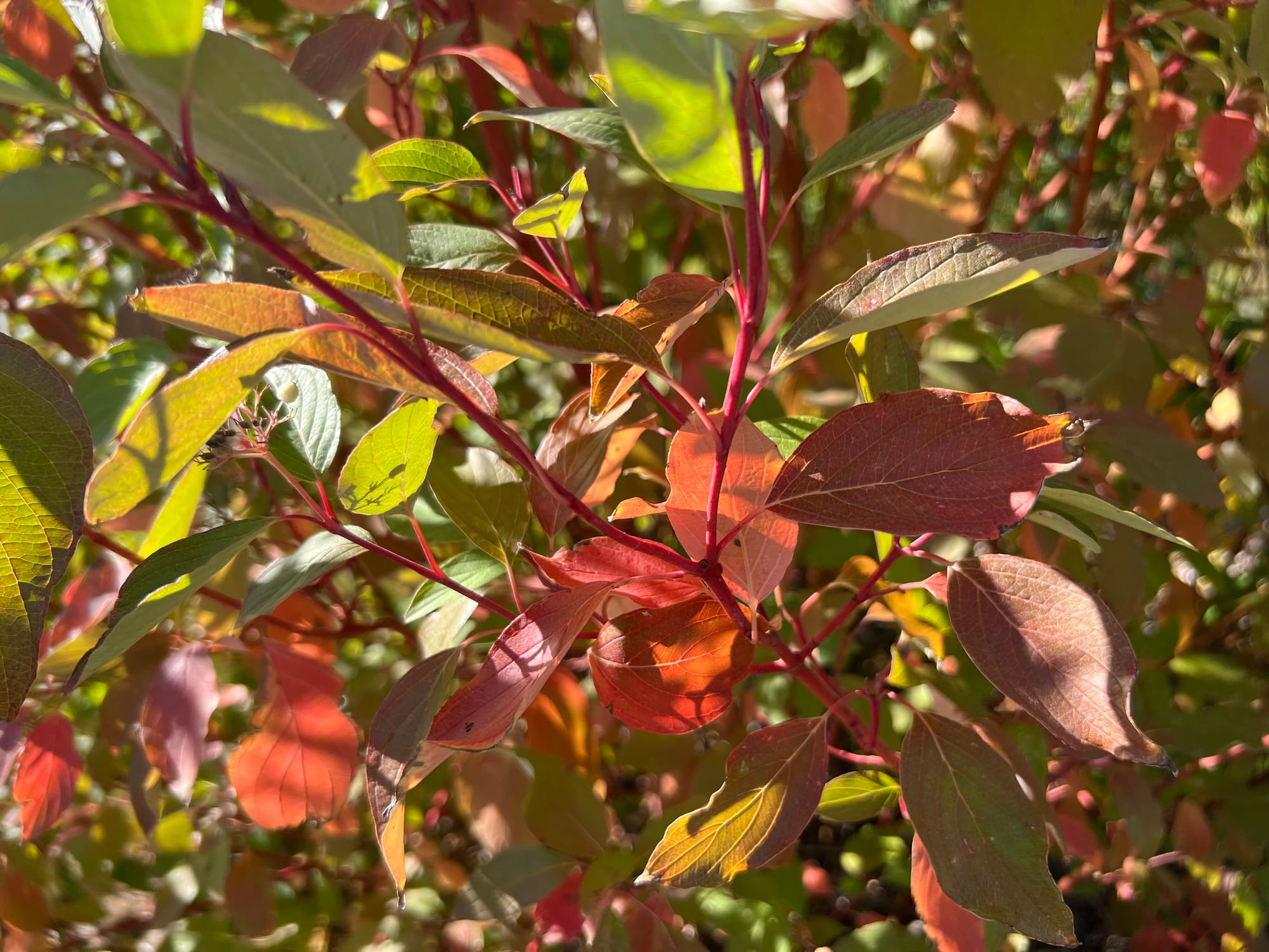 Is Cardinal Dogwood Top Dog?