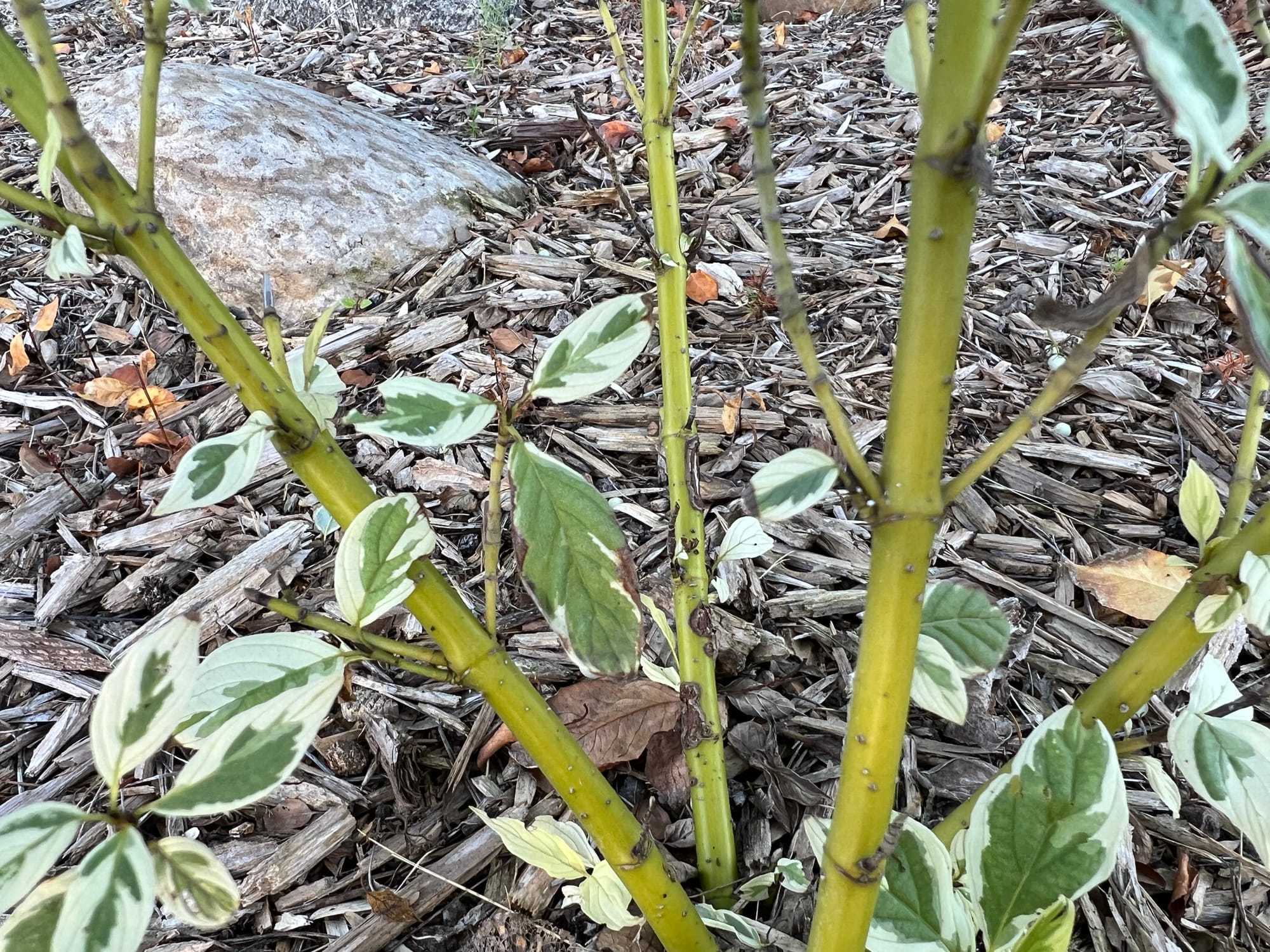 Is Cardinal Dogwood Top Dog?