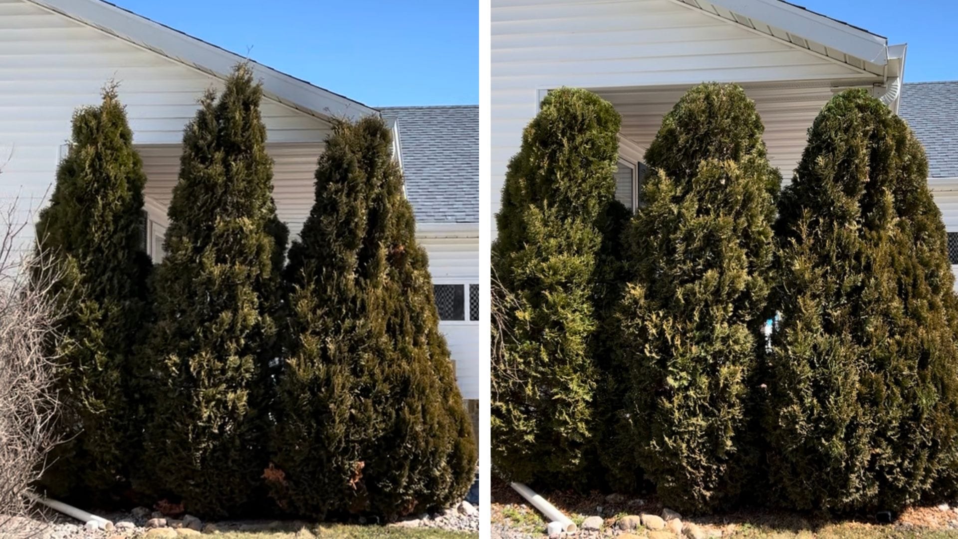 Holmstrup Arborvitae - Before And After Pruning
