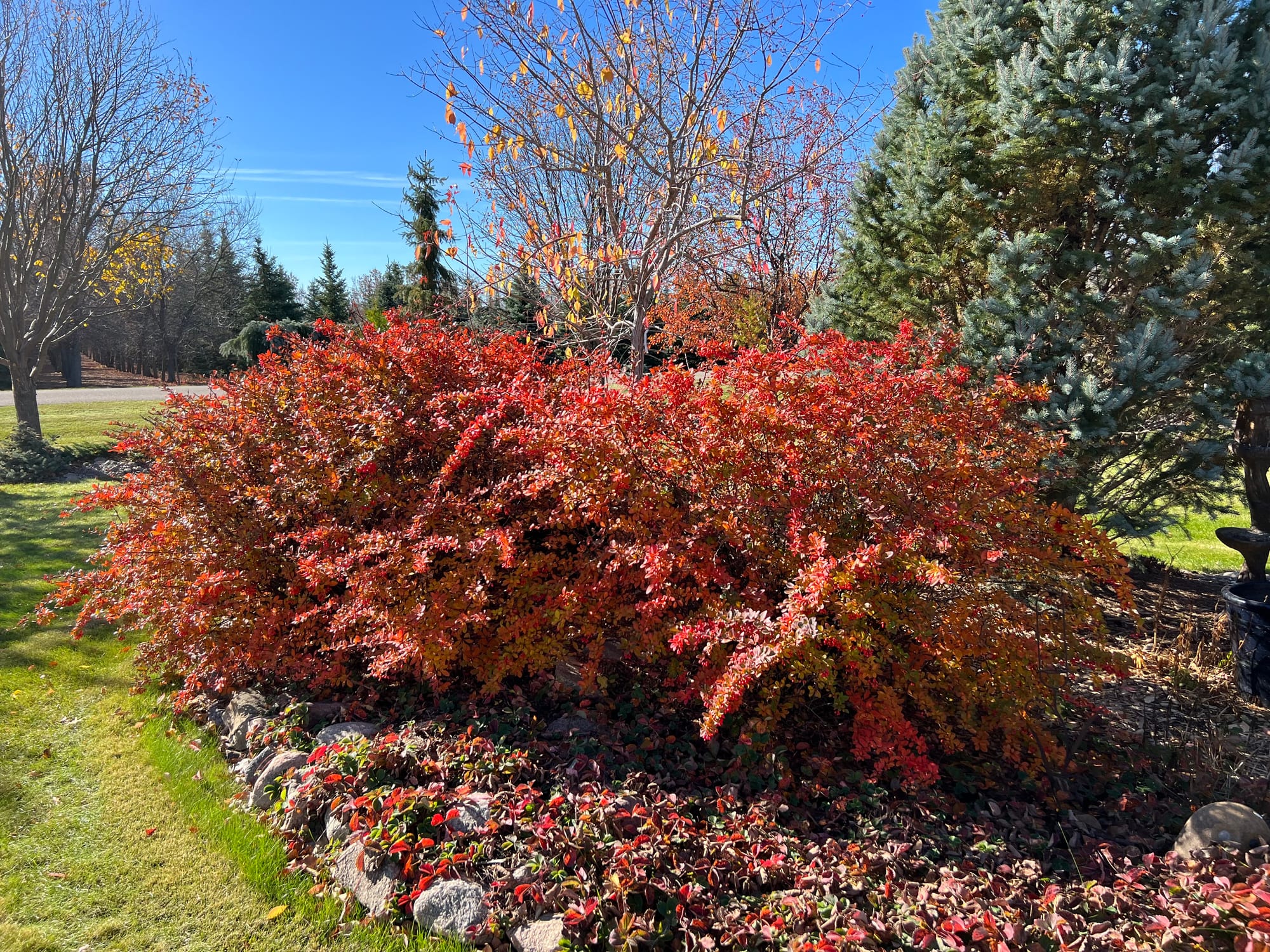 Emerald Carousel Barberry - Fall Color