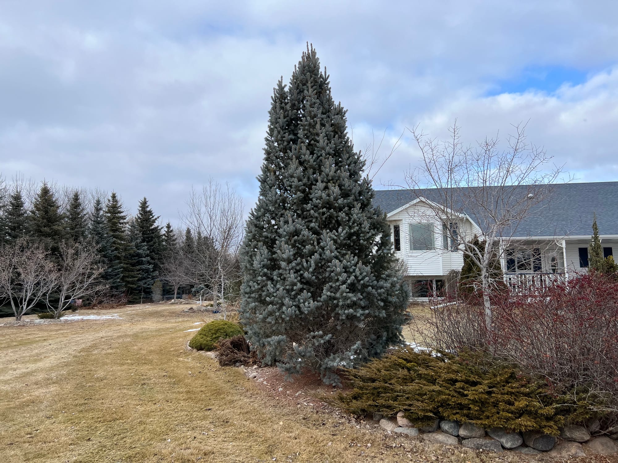 Columnar Colorado Blue Spruce