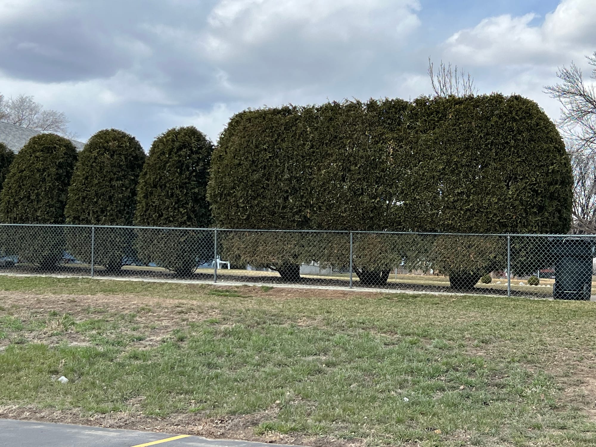 Holmstrup Arborvitae | One Of My Favorite Plants