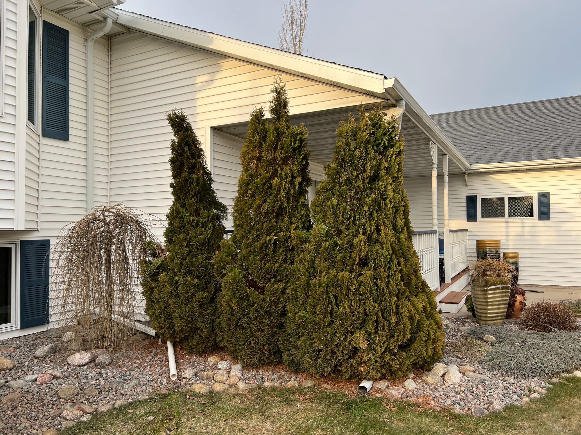 Holmstrup Arborvitae | One Of My Favorite Plants