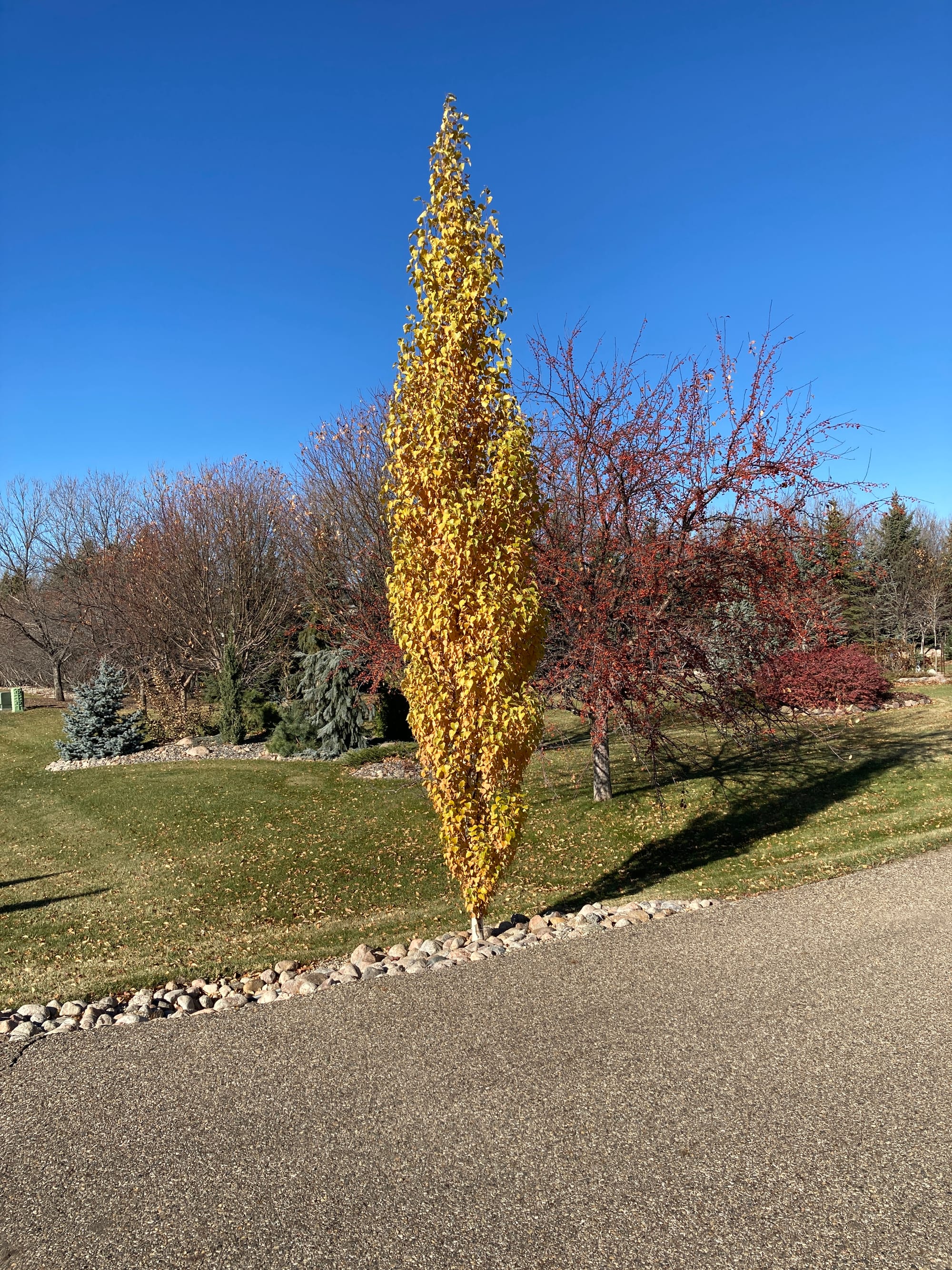 Landscape Bed Spring Cleanup And A Variety Tour