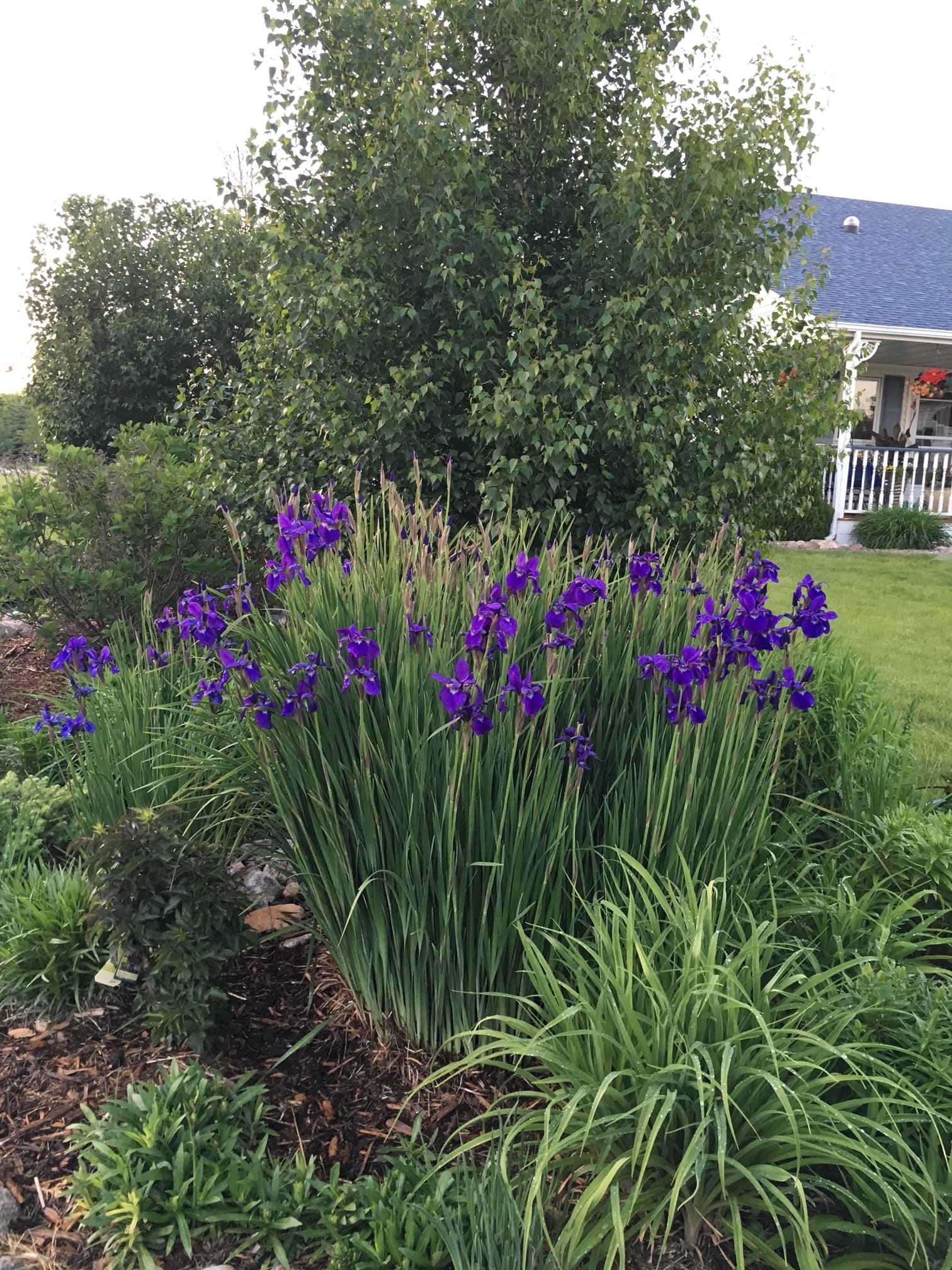 Landscape Bed Spring Cleanup And A Variety Tour