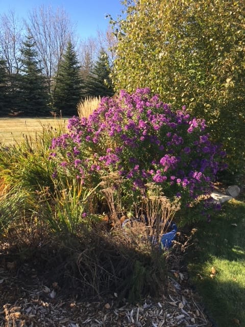 Landscape Bed Spring Cleanup And A Variety Tour