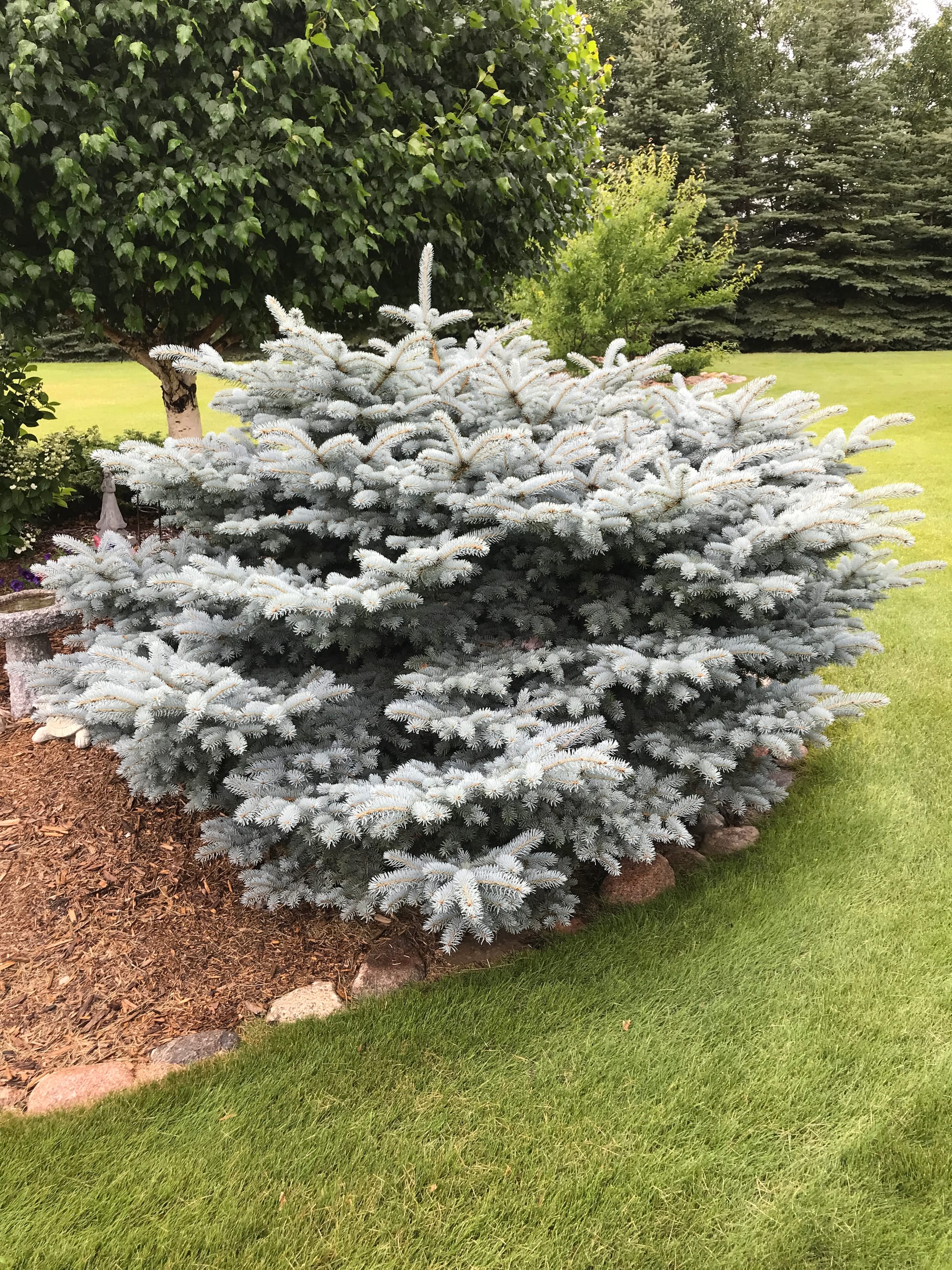 Globe Blue Spruce