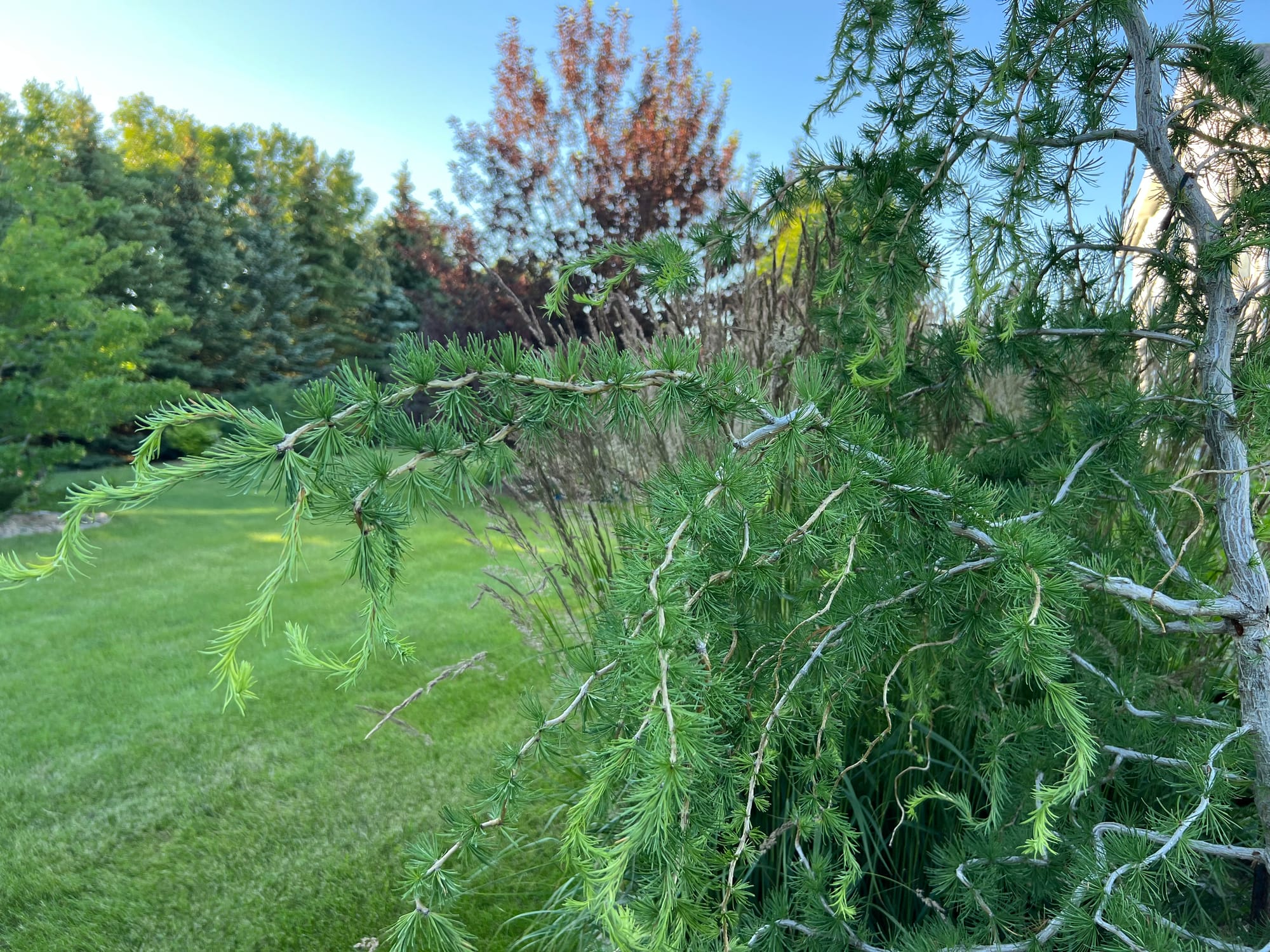 Horstmann's Recurved Larch