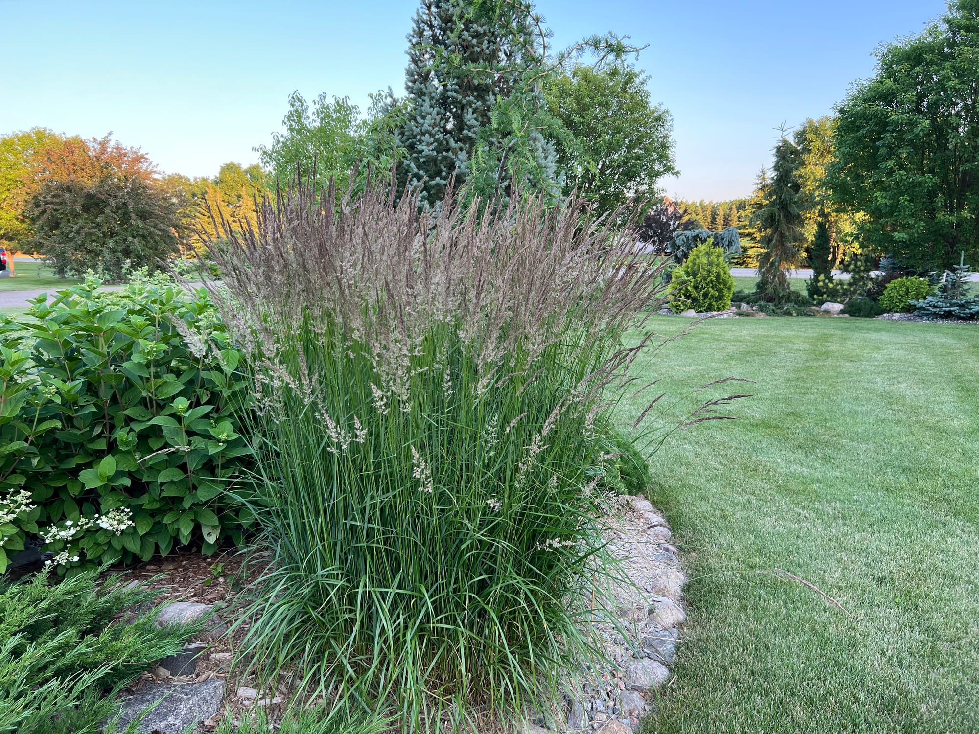 Landscape Bed Spring Cleanup And A Variety Tour