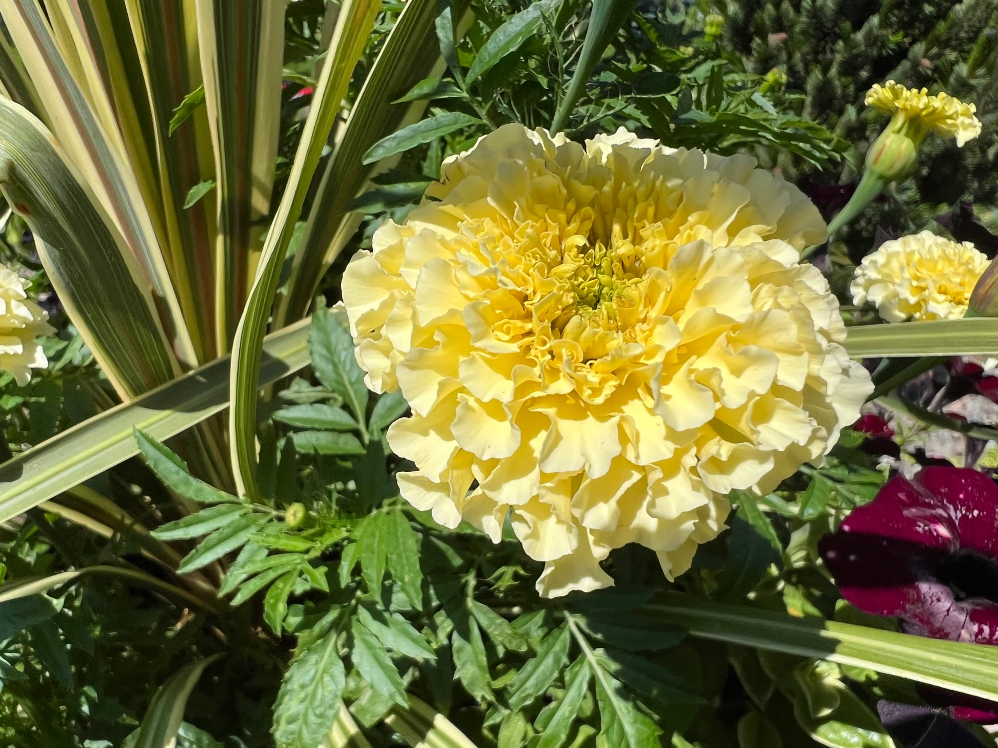 Flowering Annuals In The Landscape